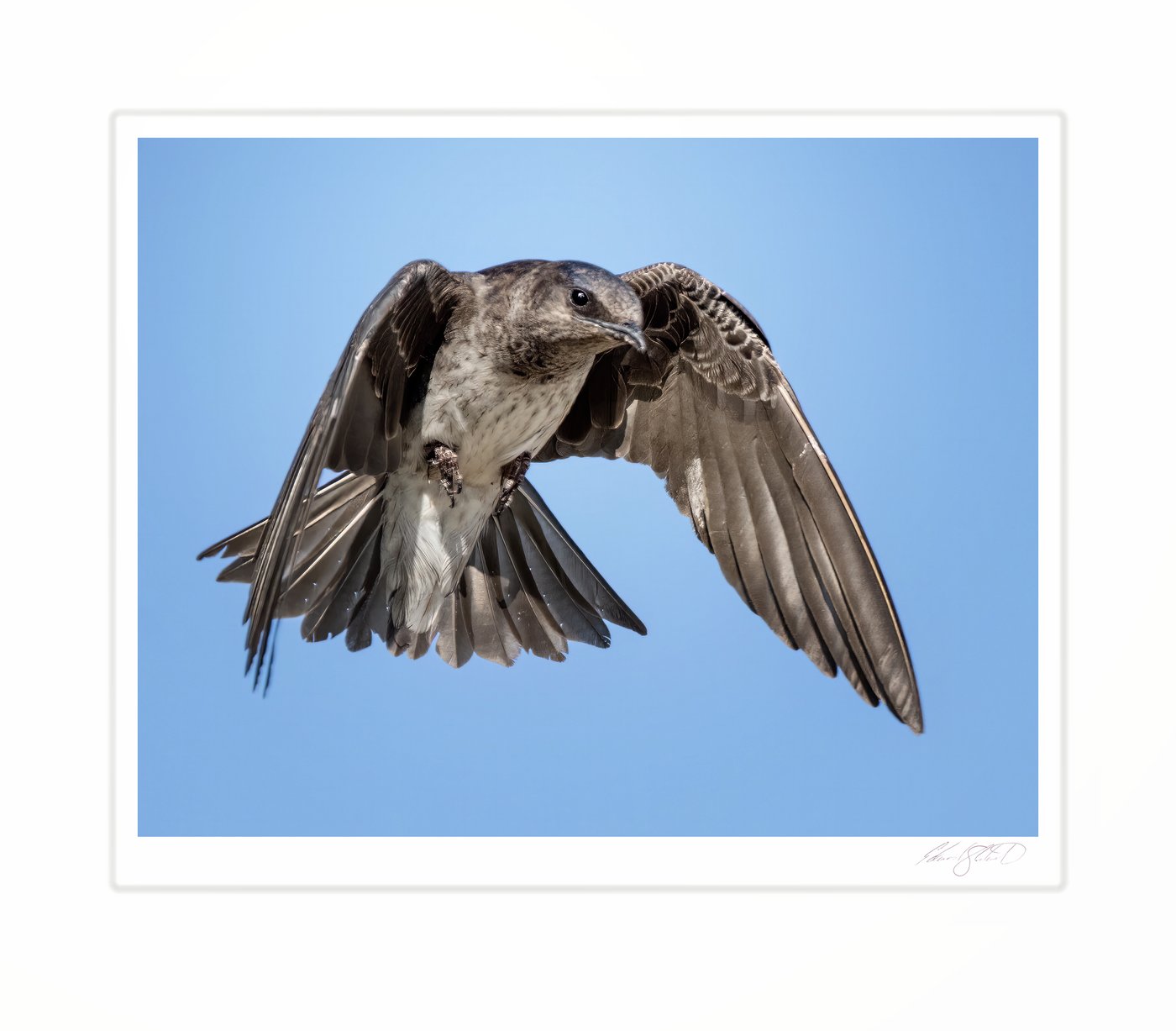 A purple martin banking in flight against a blue sky