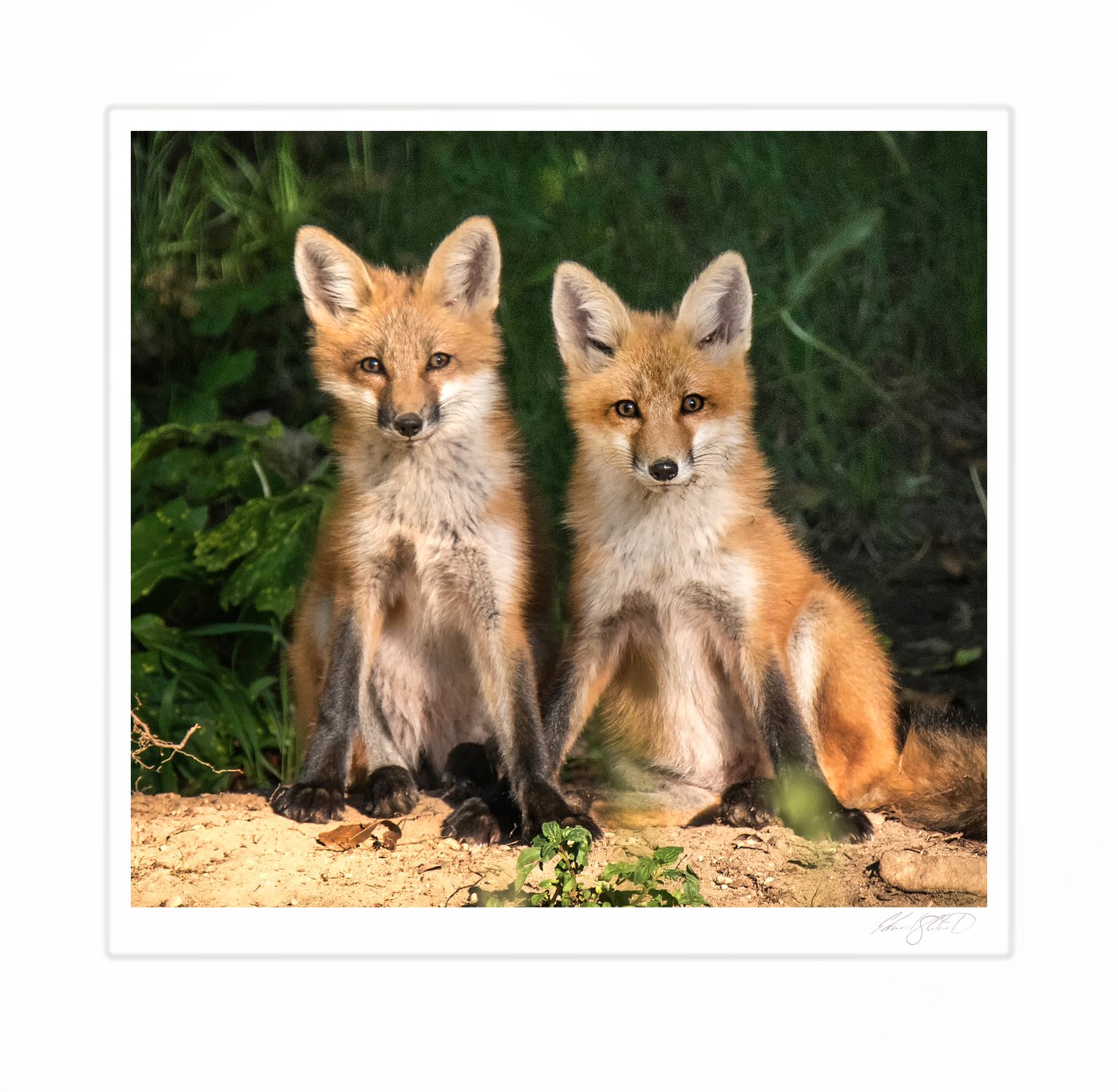Two red fox kits sitting side by side