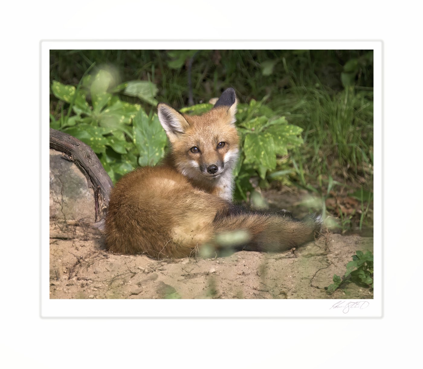 A red fox kit resting beside a log