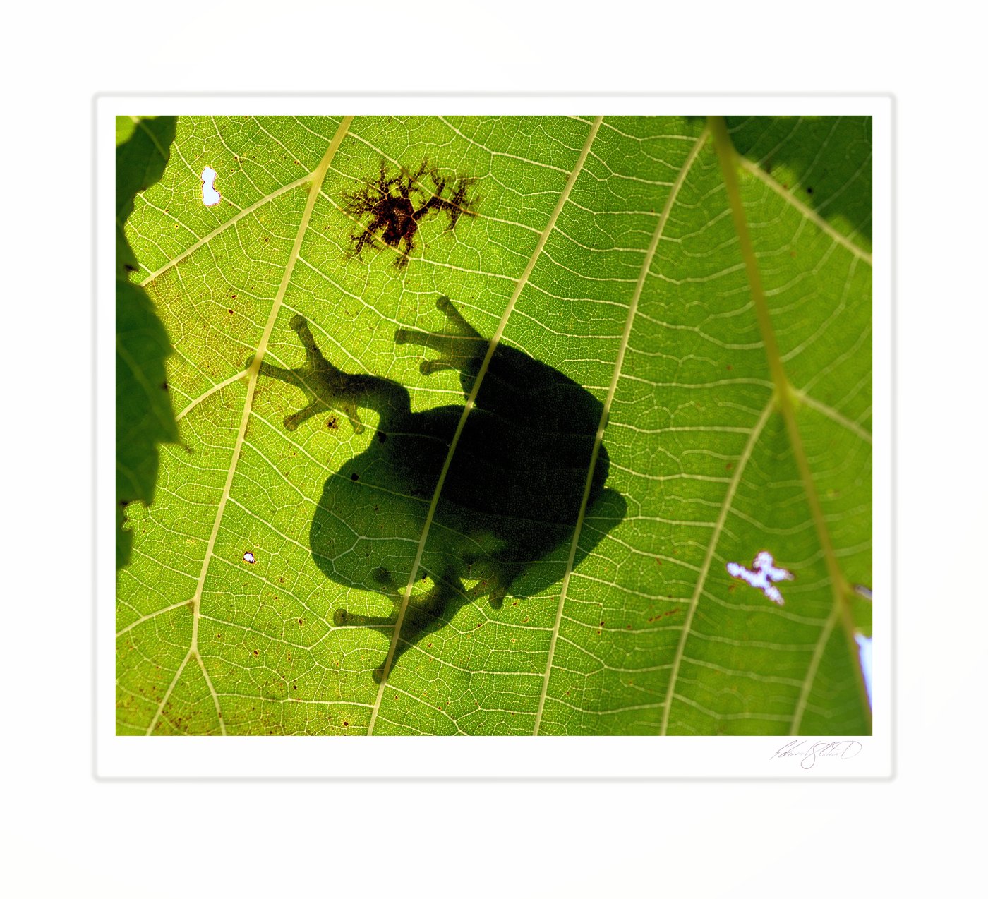The silhouette of a tree frog seen through a backlit leaf