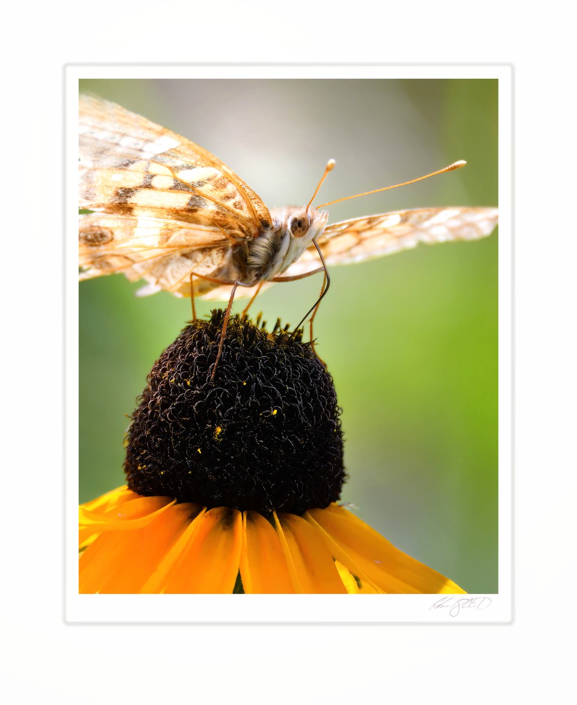 A fritillary butterfly perched atop a black-eyed Susan