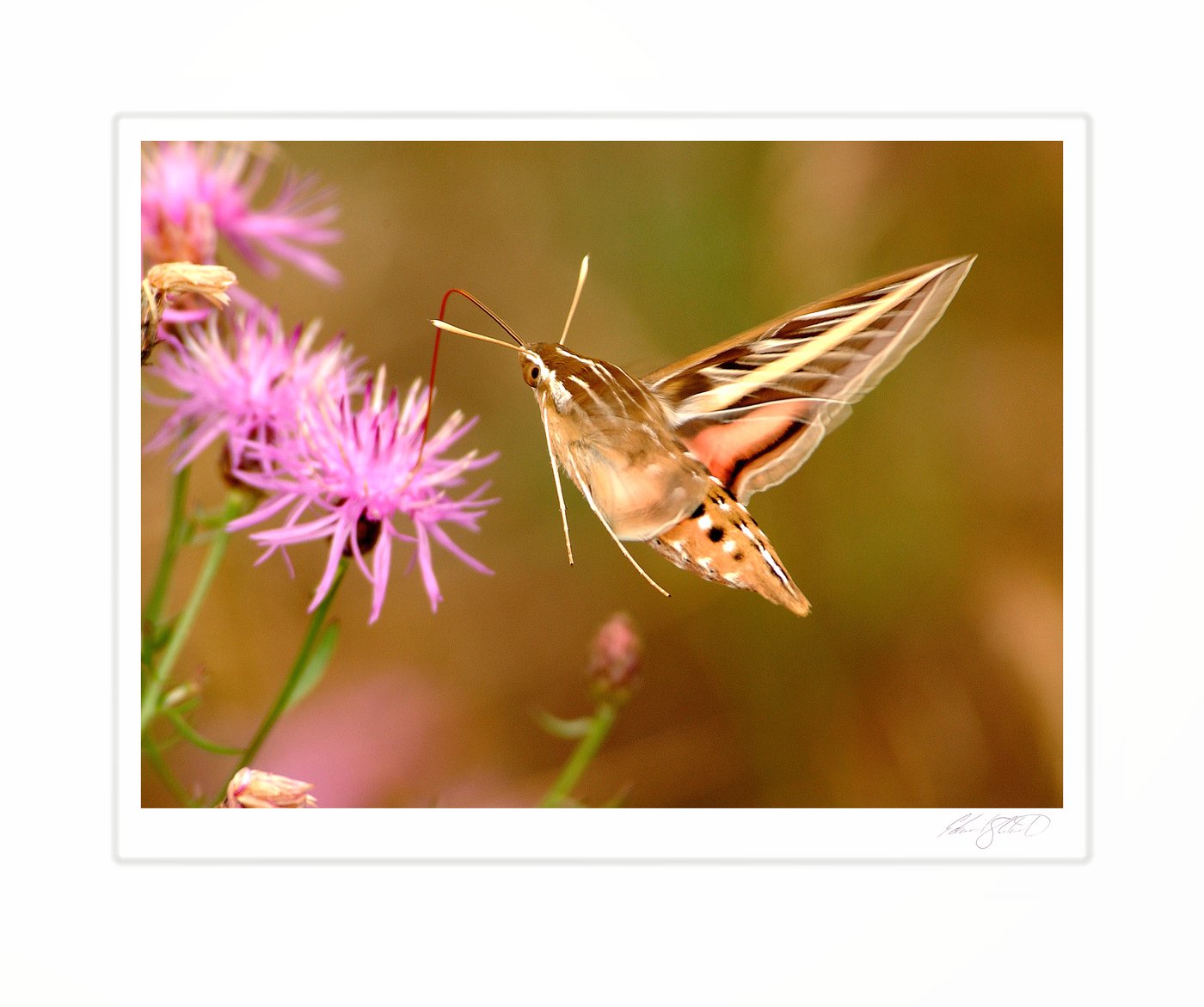 A white-lined sphinx moth feeding on a thistle bloom in flight