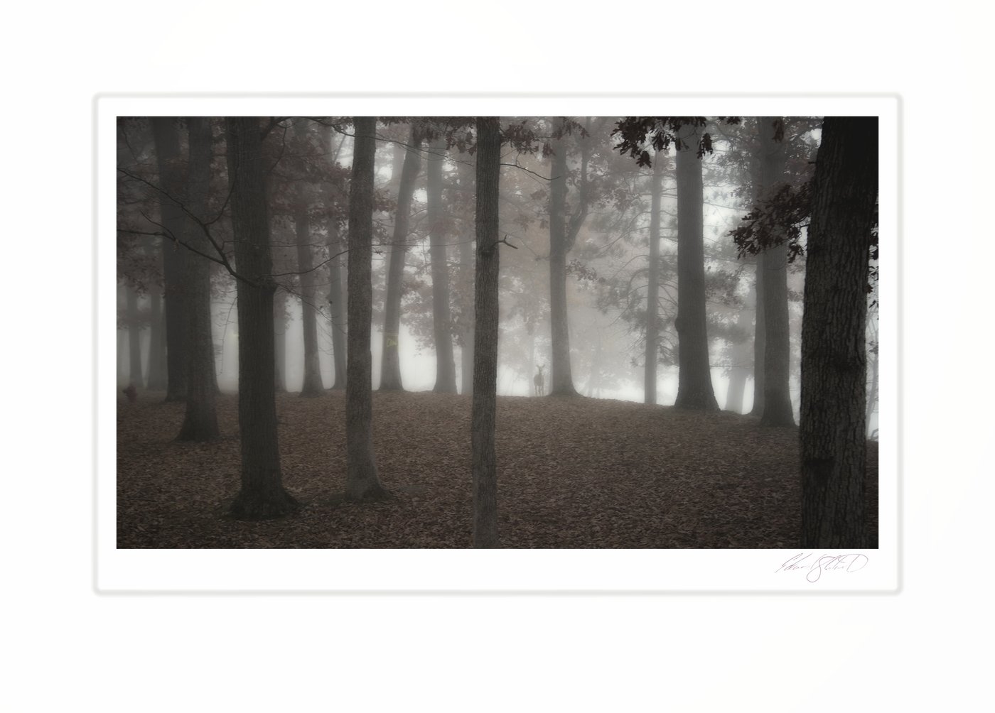 A deer standing among tall trees in a dense forest fog