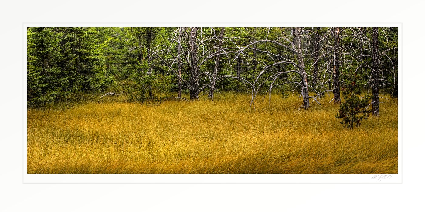 A golden marsh of tall grass bordered by pines, with bare weathered branches rising above the grass