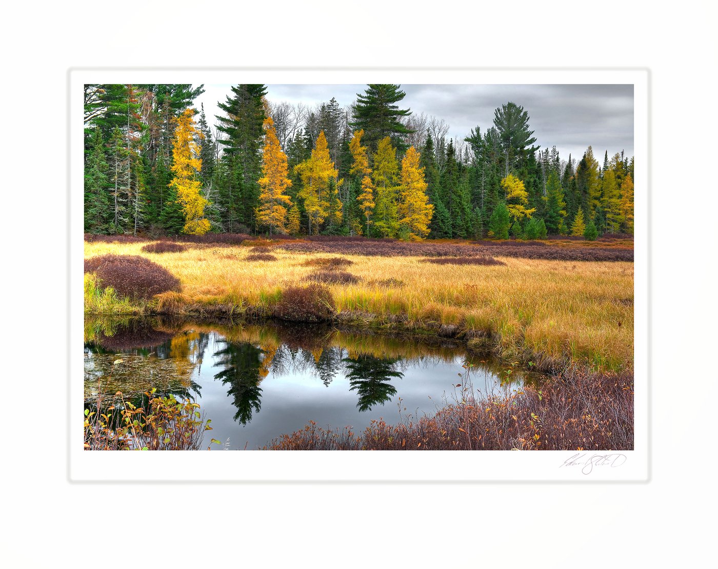 Golden tamaracks and marsh grass reflected in still water