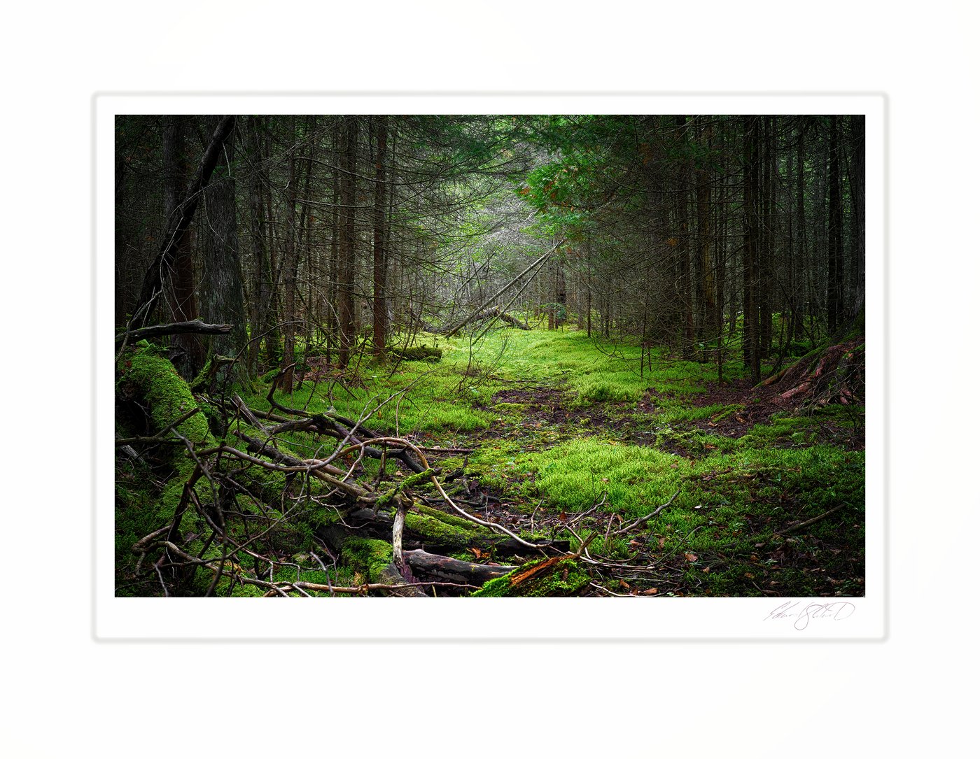 A mossy green forest trail winding through pines