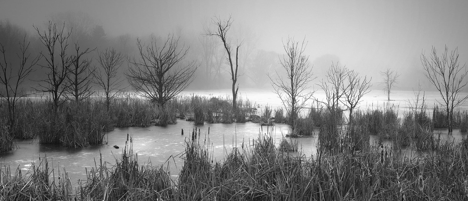 Fog settling over a marsh at dawn