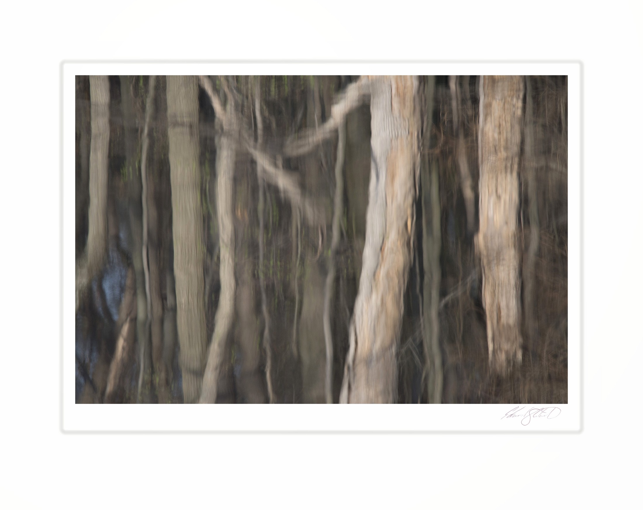 The blurred reflection of bare tree trunks in still water, rendered in soft grays and browns.