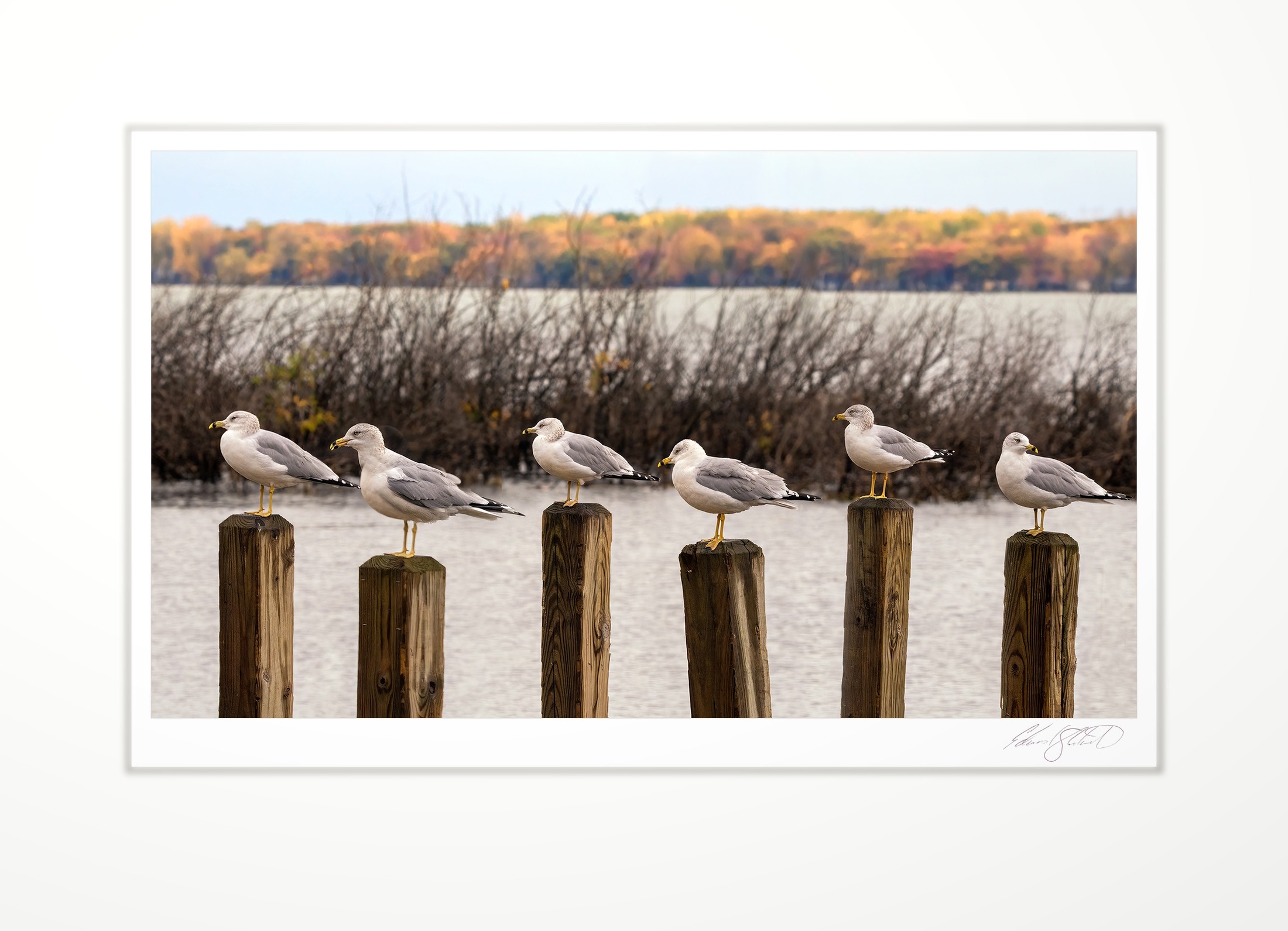 Six gulls lined up on wooden posts in autumn