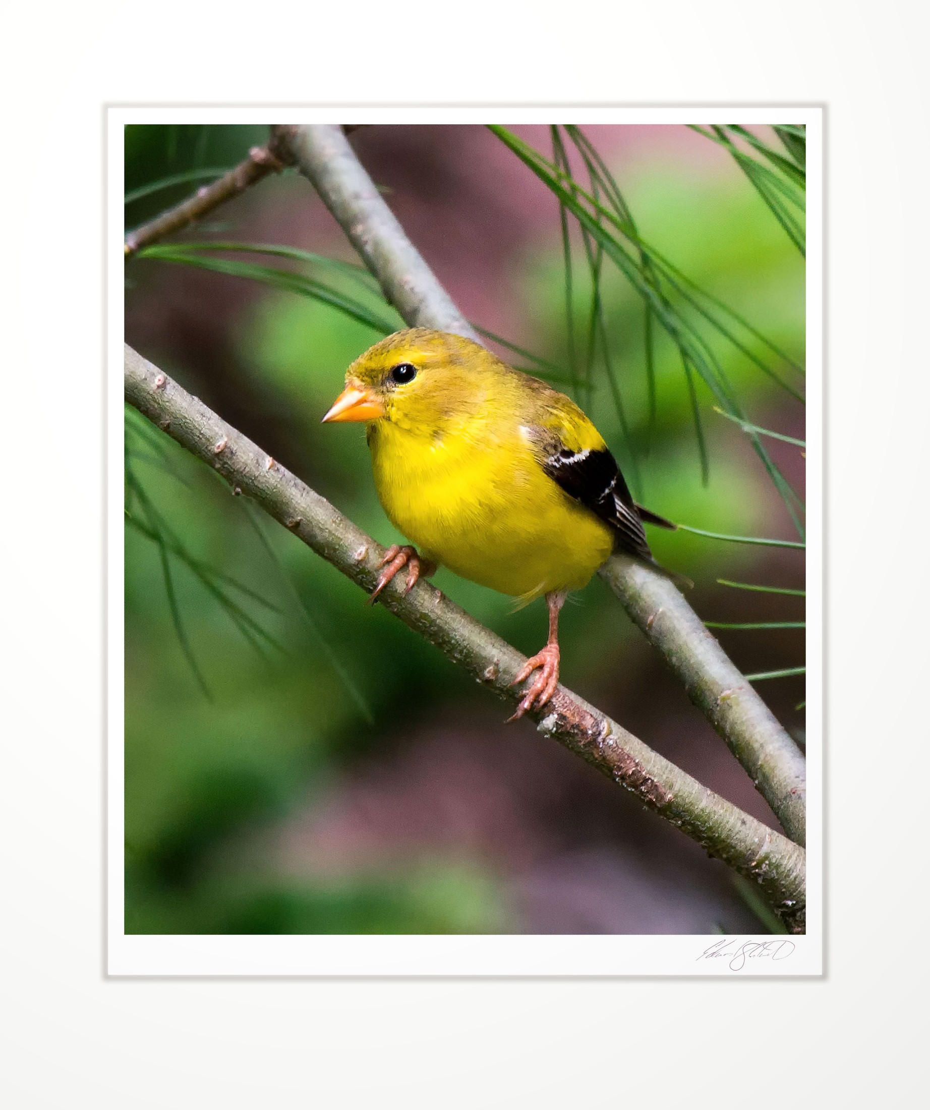 An American goldfinch perched on a pine branch
