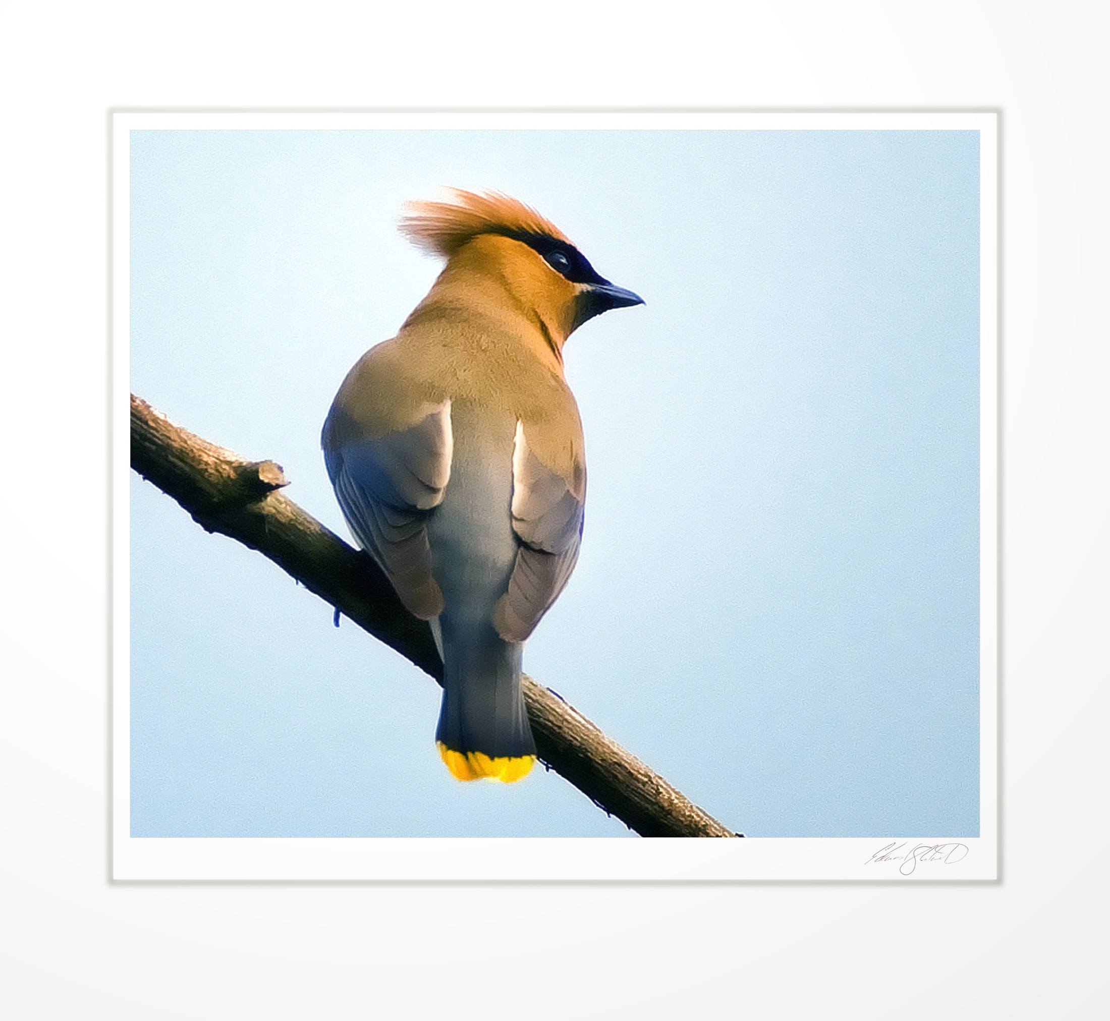 A cedar waxwing perched, backlit by the sun