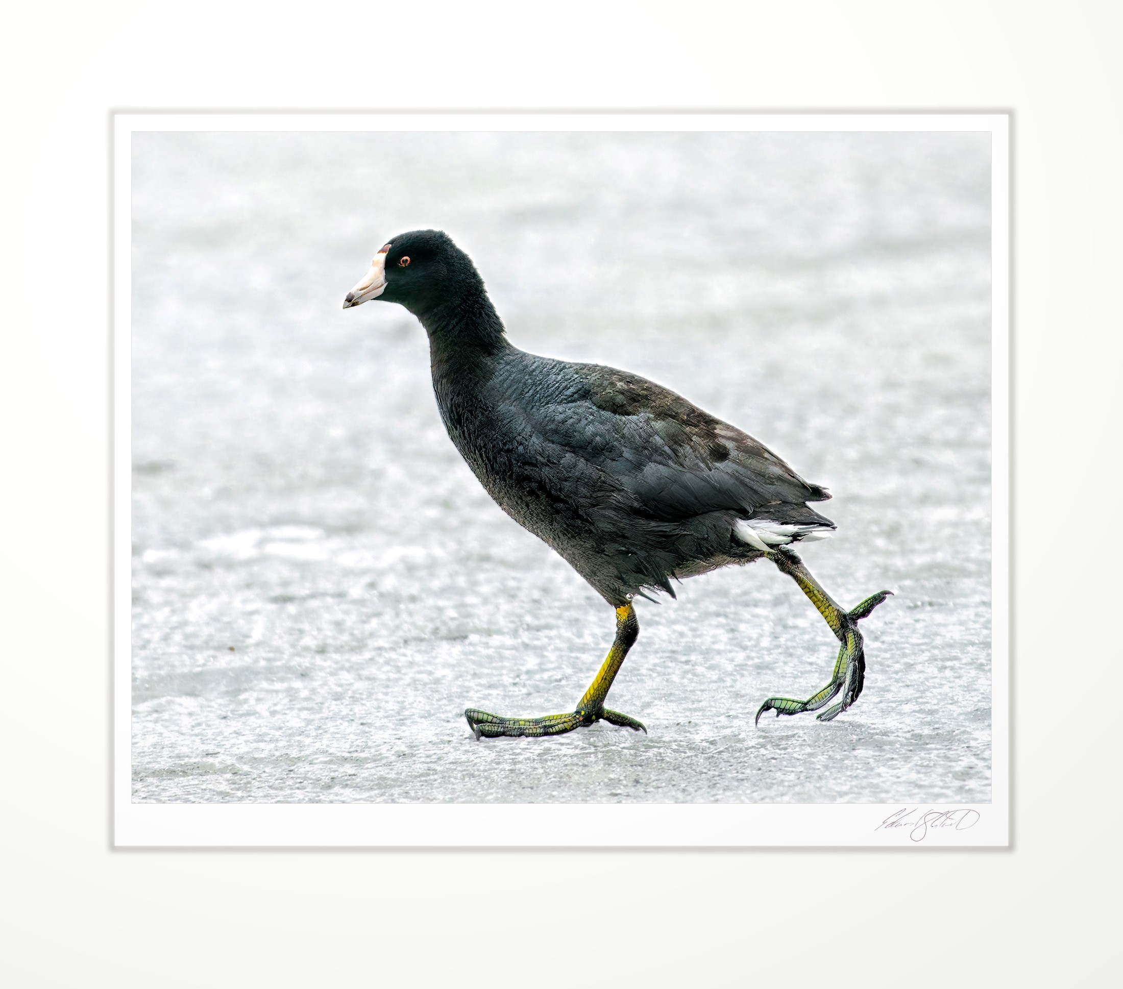An American coot walking across the ice