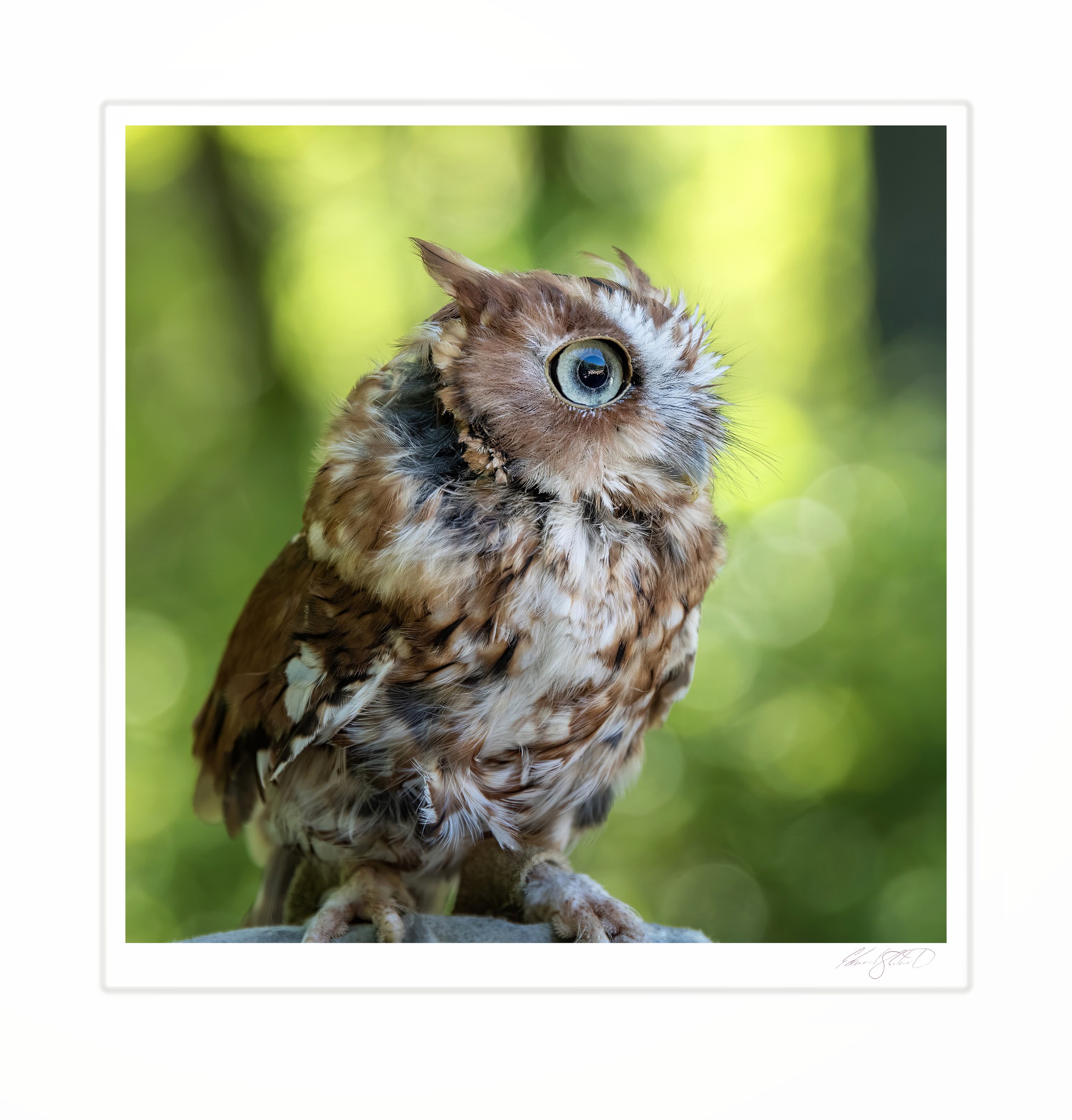 A red morph Eastern screech owl in close portrait.