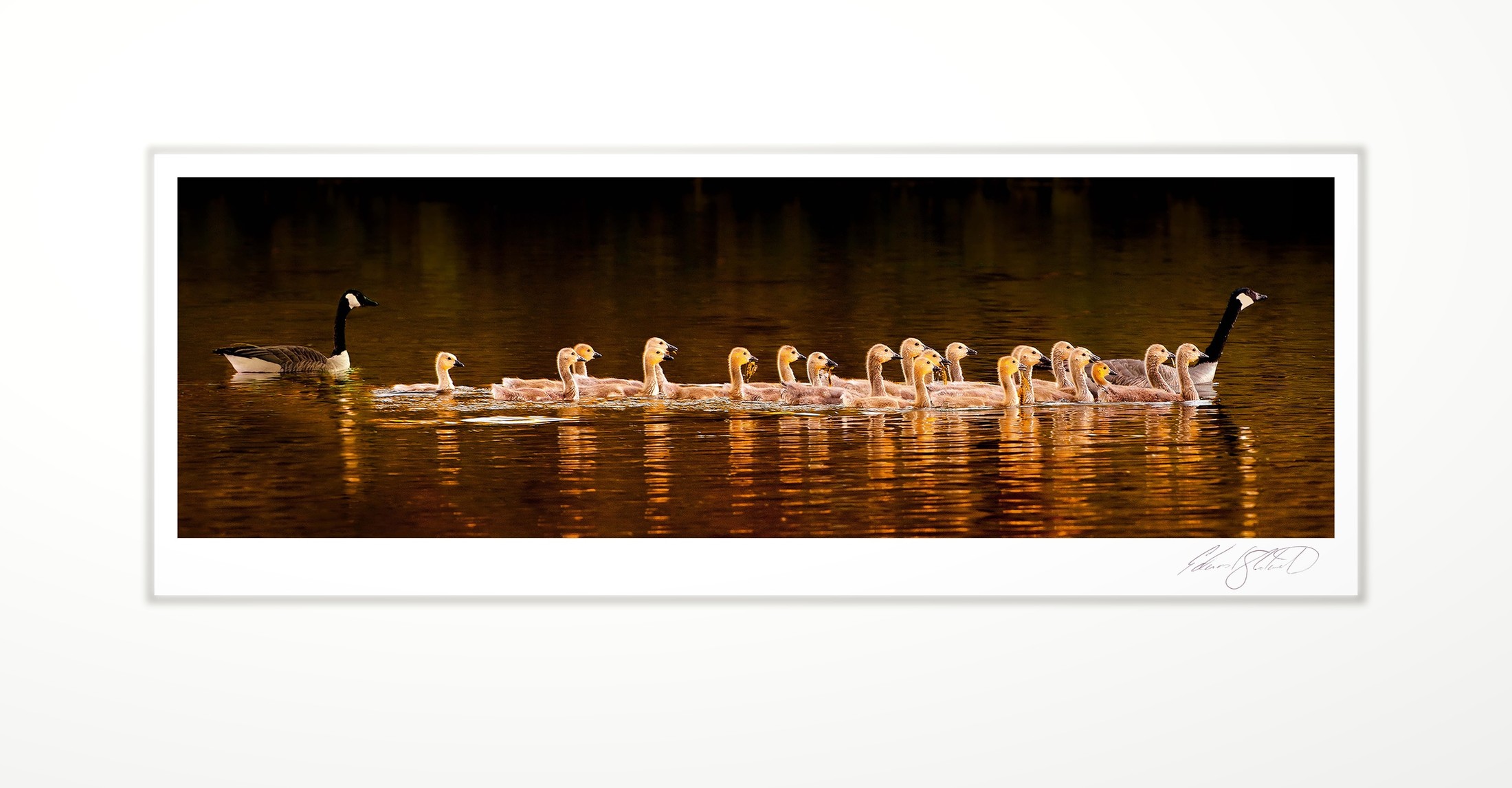 A goose leading a line of goslings across golden water