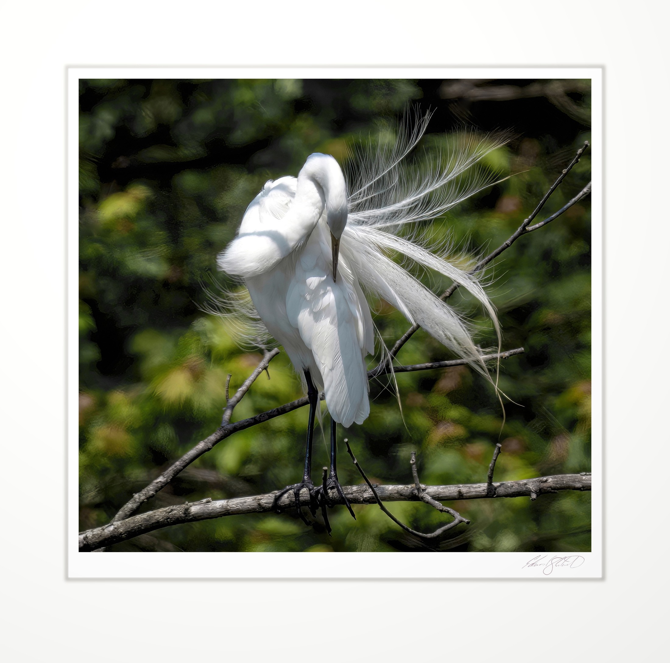A great egret preening its breeding plumage