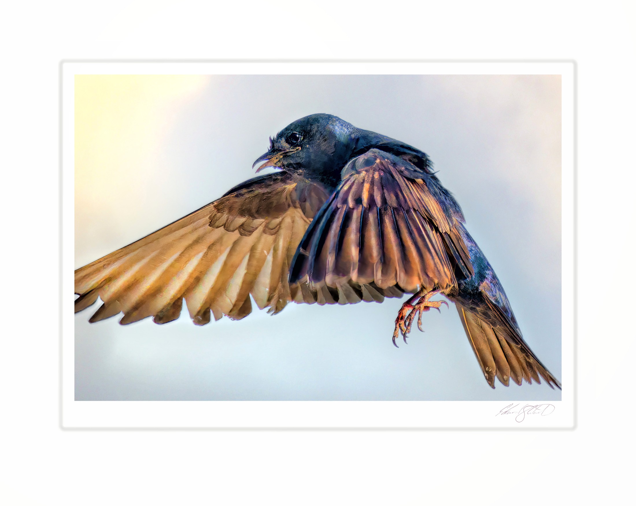 A male purple martin in flight with wings spread wide.