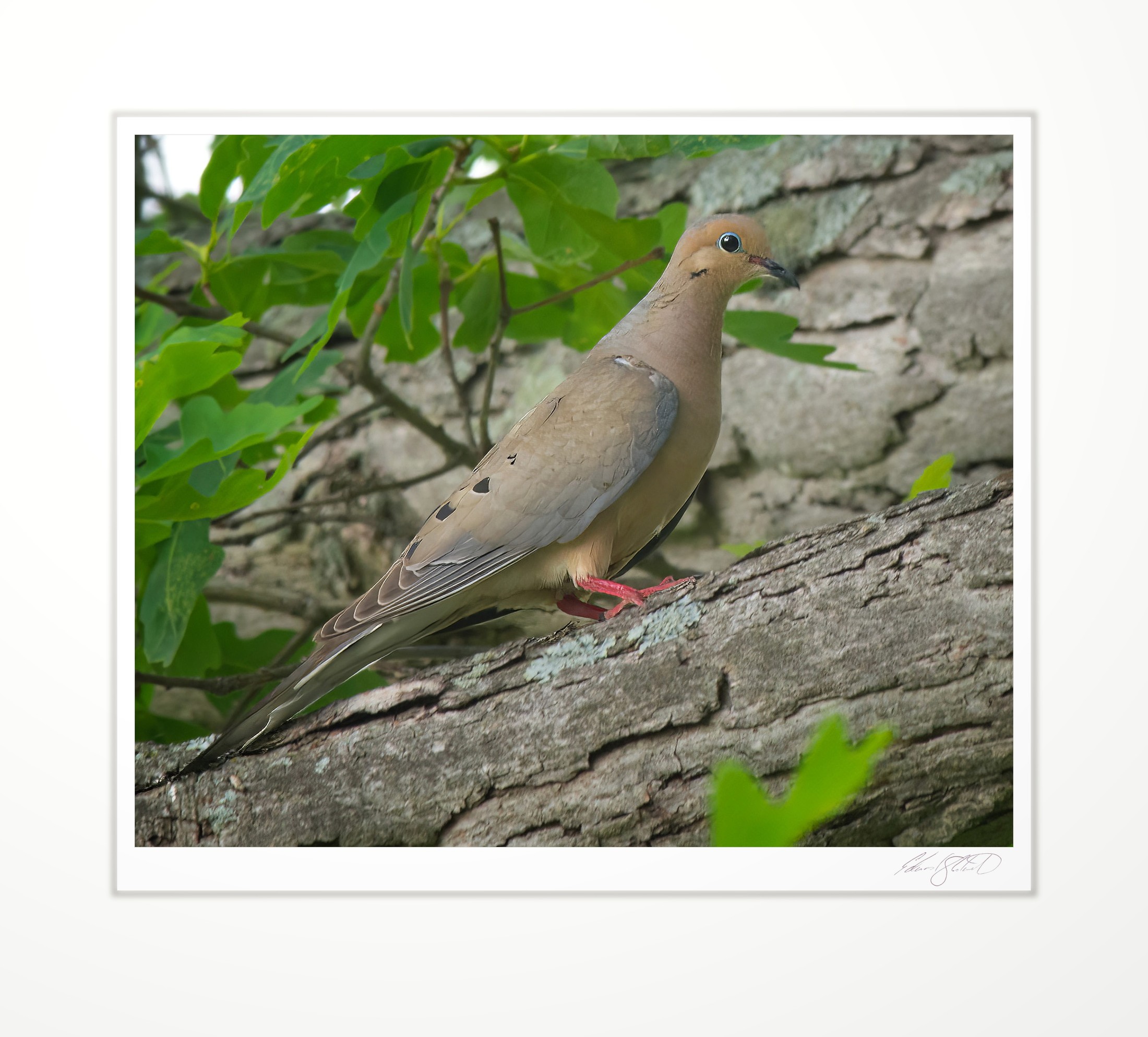 A mourning dove perched on an oak branch