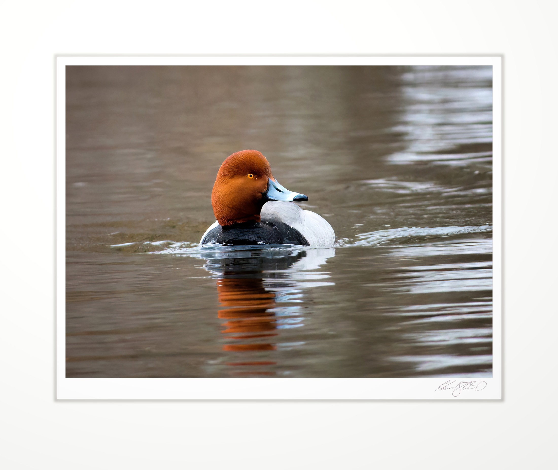 A redhead duck swimming, head half-turned