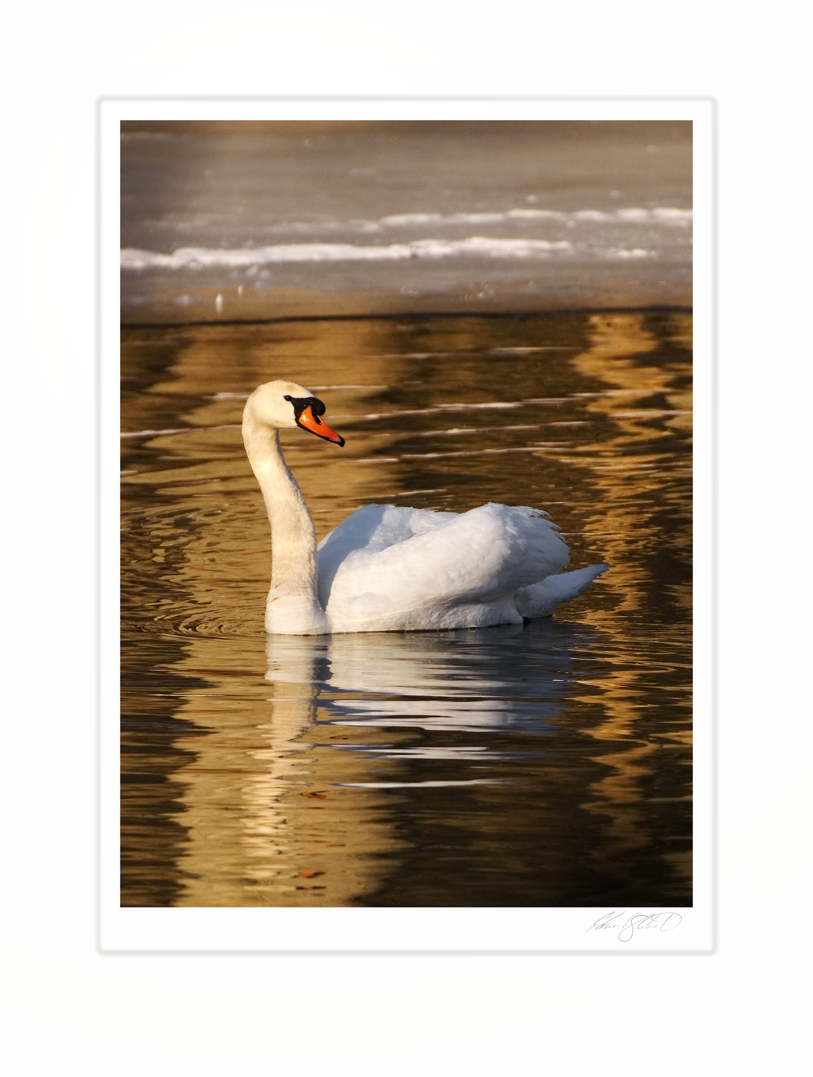 A mute swan swimming in golden reflected light.