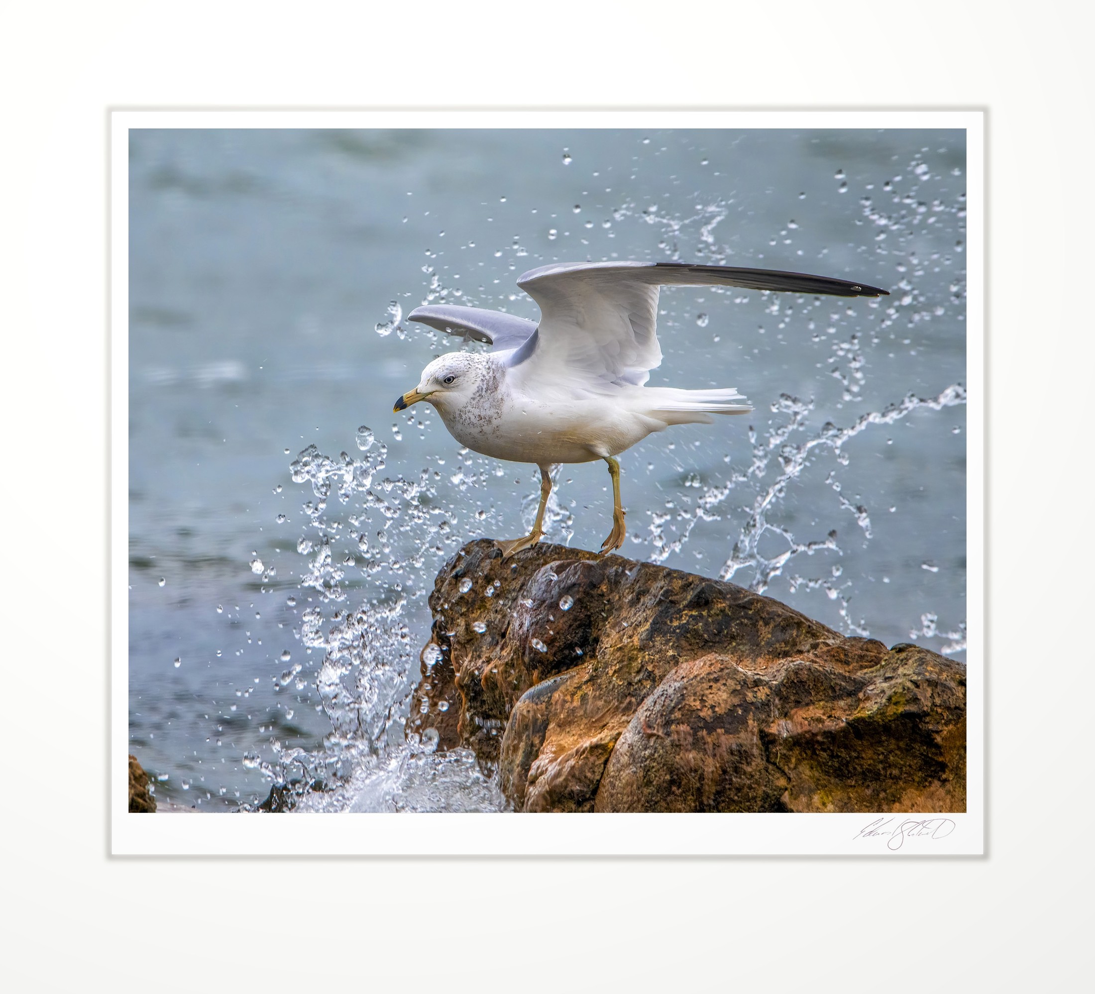 A gull landing on a rock amid a splash of water
