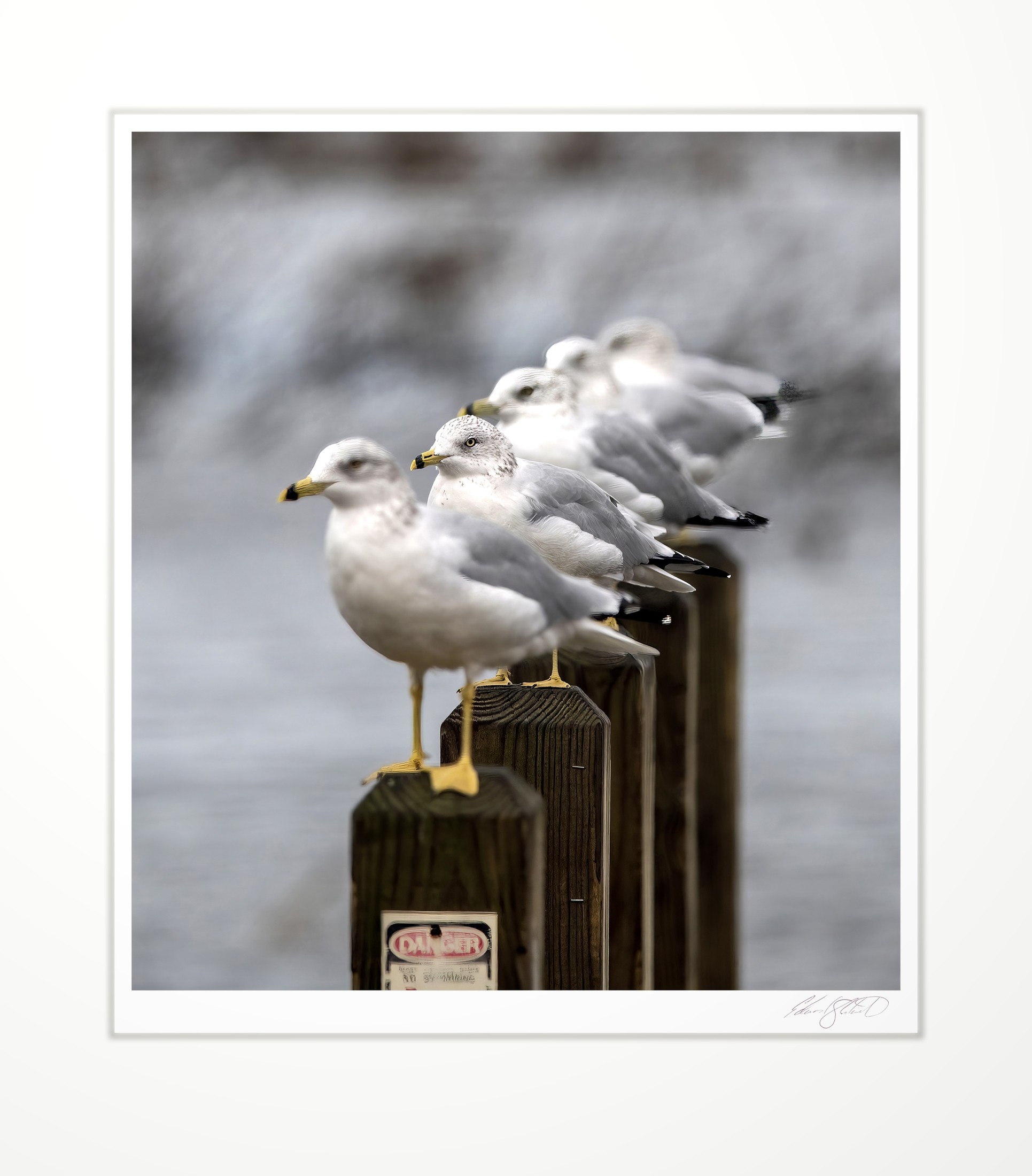 Gulls lined up on wooden posts over the water