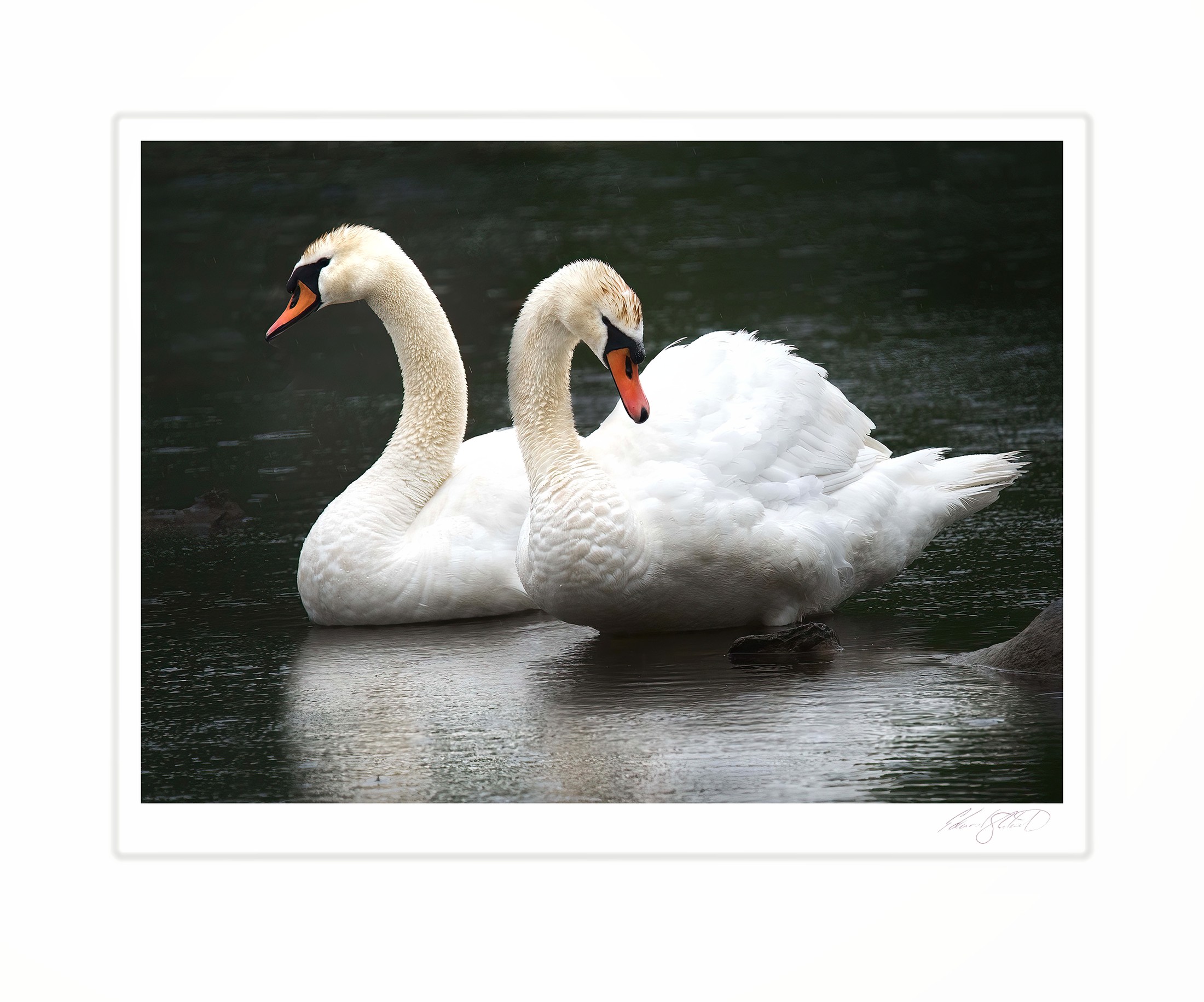 Two swans swimming close together on dark water.