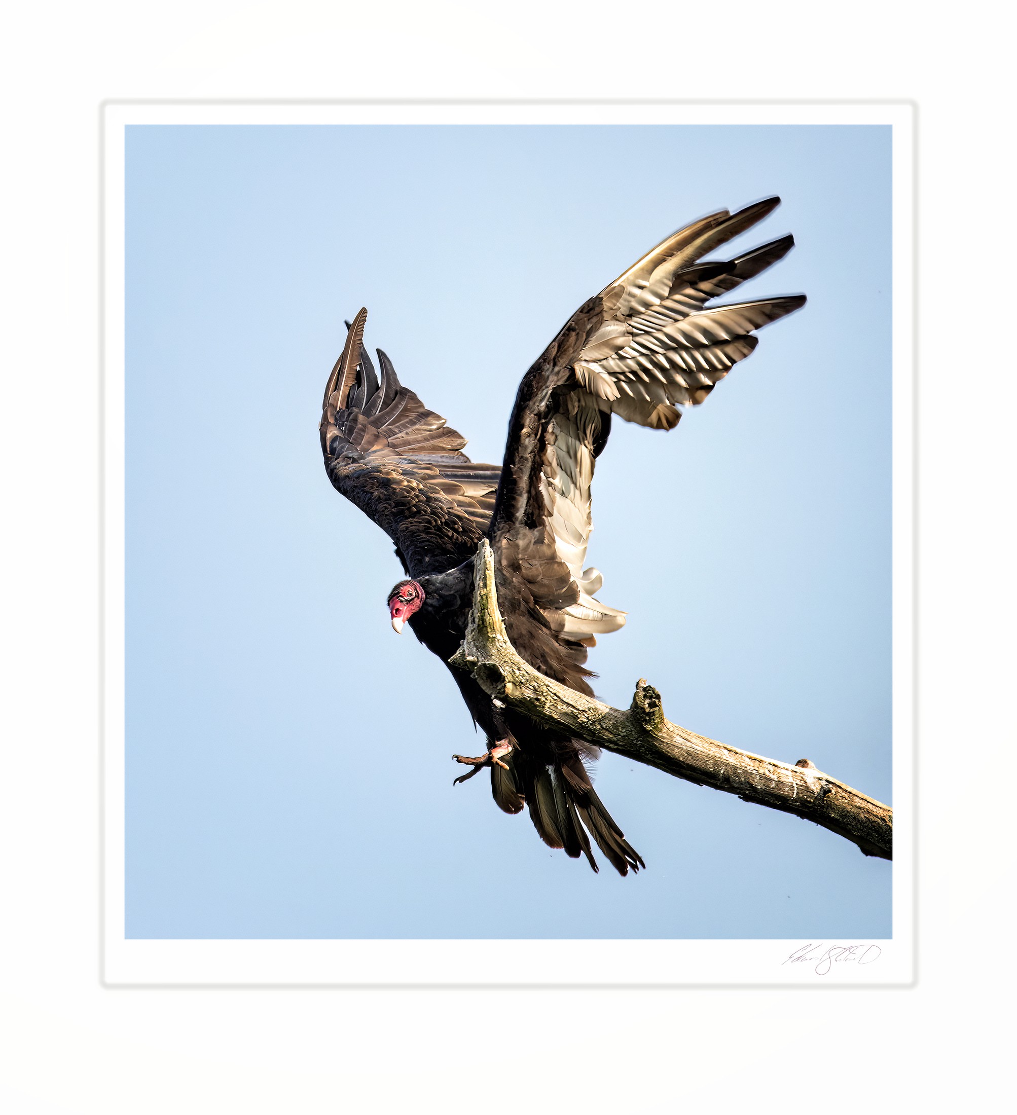 A turkey vulture landing on a branch with wings spread.