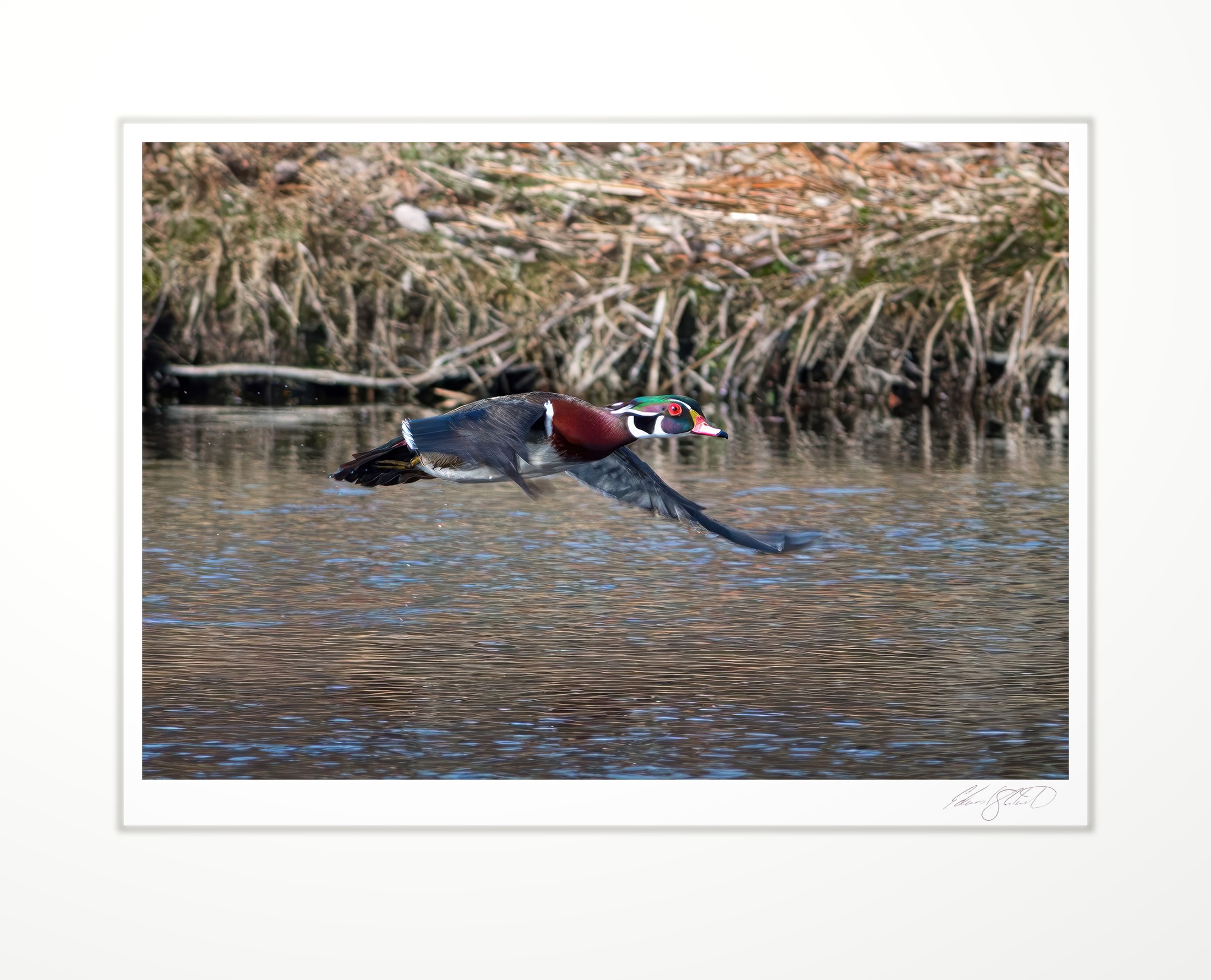 A wood duck flying low over the water