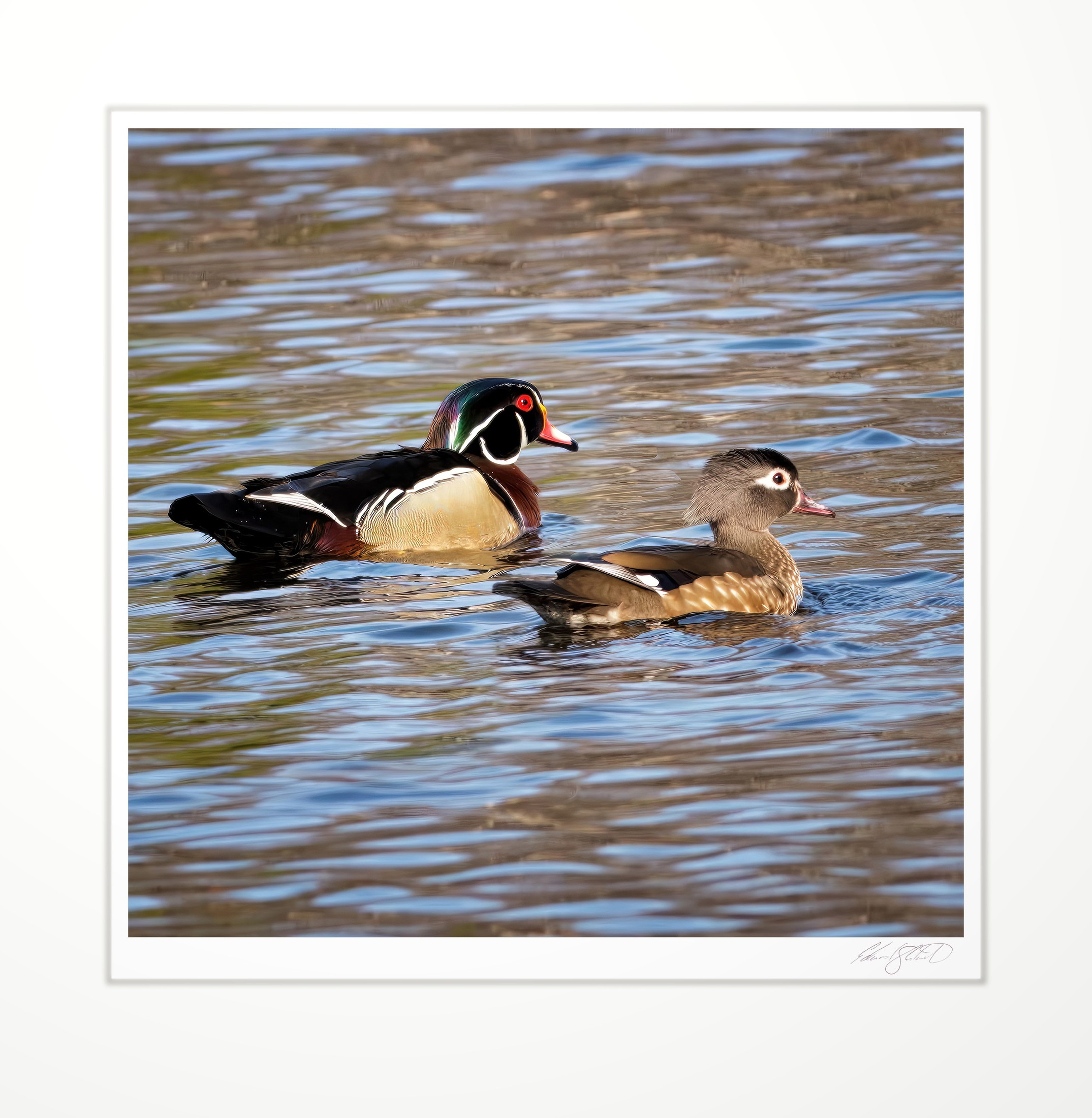 A pair of wood ducks swimming together