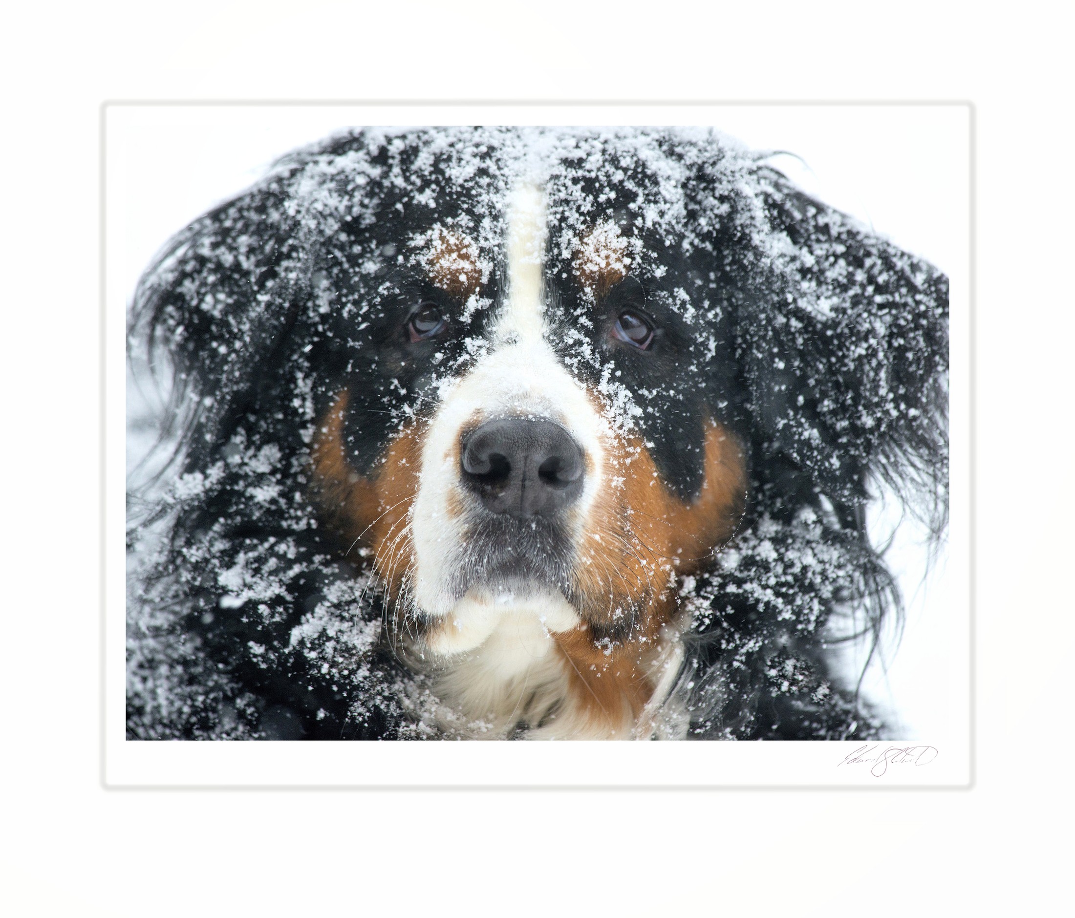 A snow-covered Bernese Mountain Dog caught in a snowstorm.