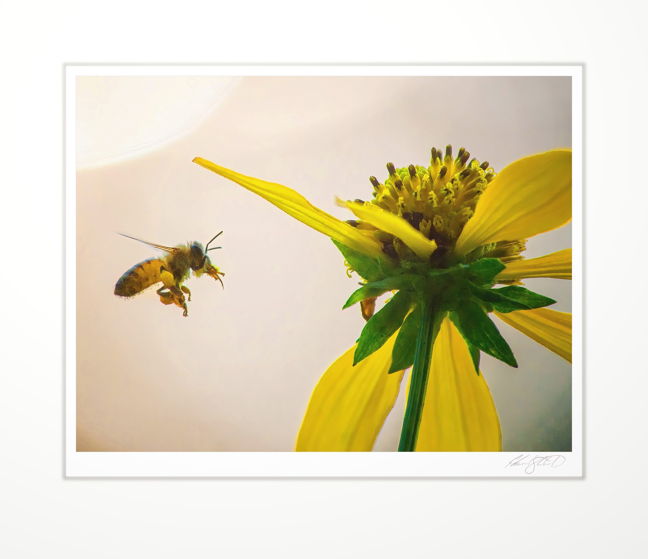 A bee approaching a yellow wildflower