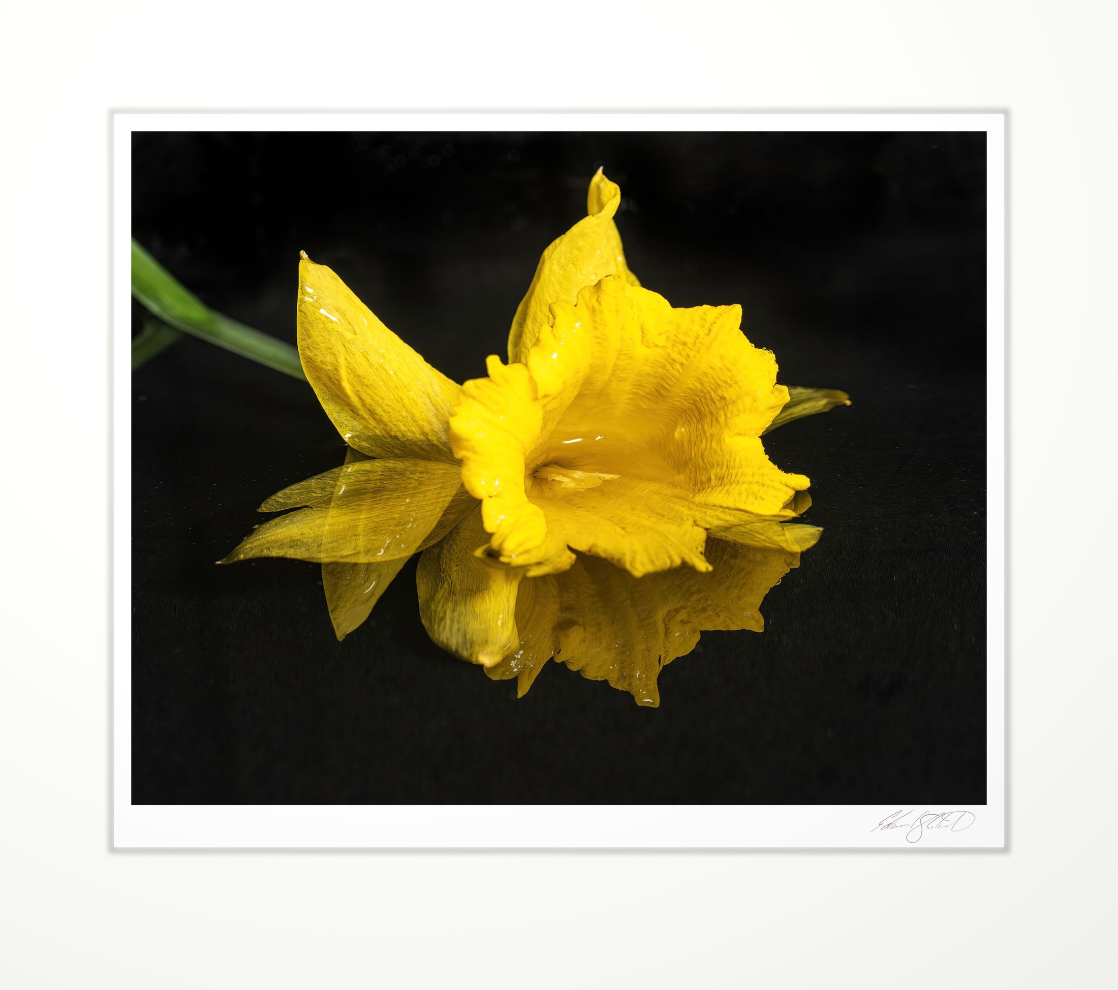 A daffodil bloom against black, beaded with water