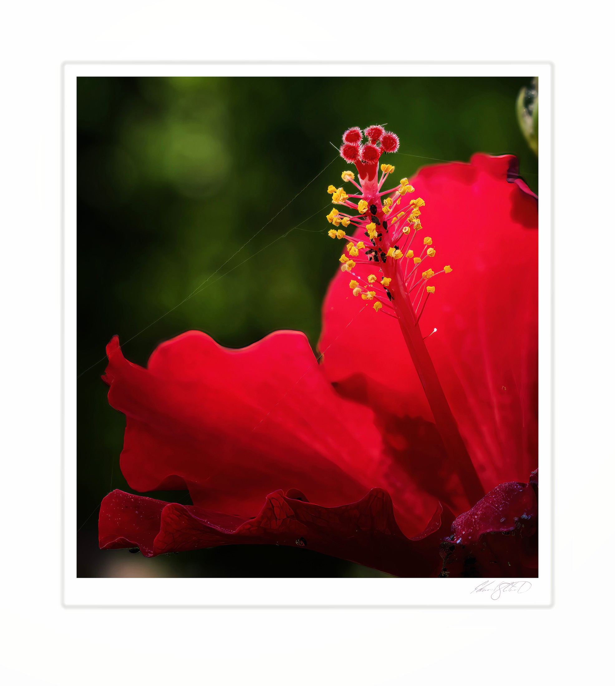 A dramatic close-up of a red hibiscus flower's stamen.