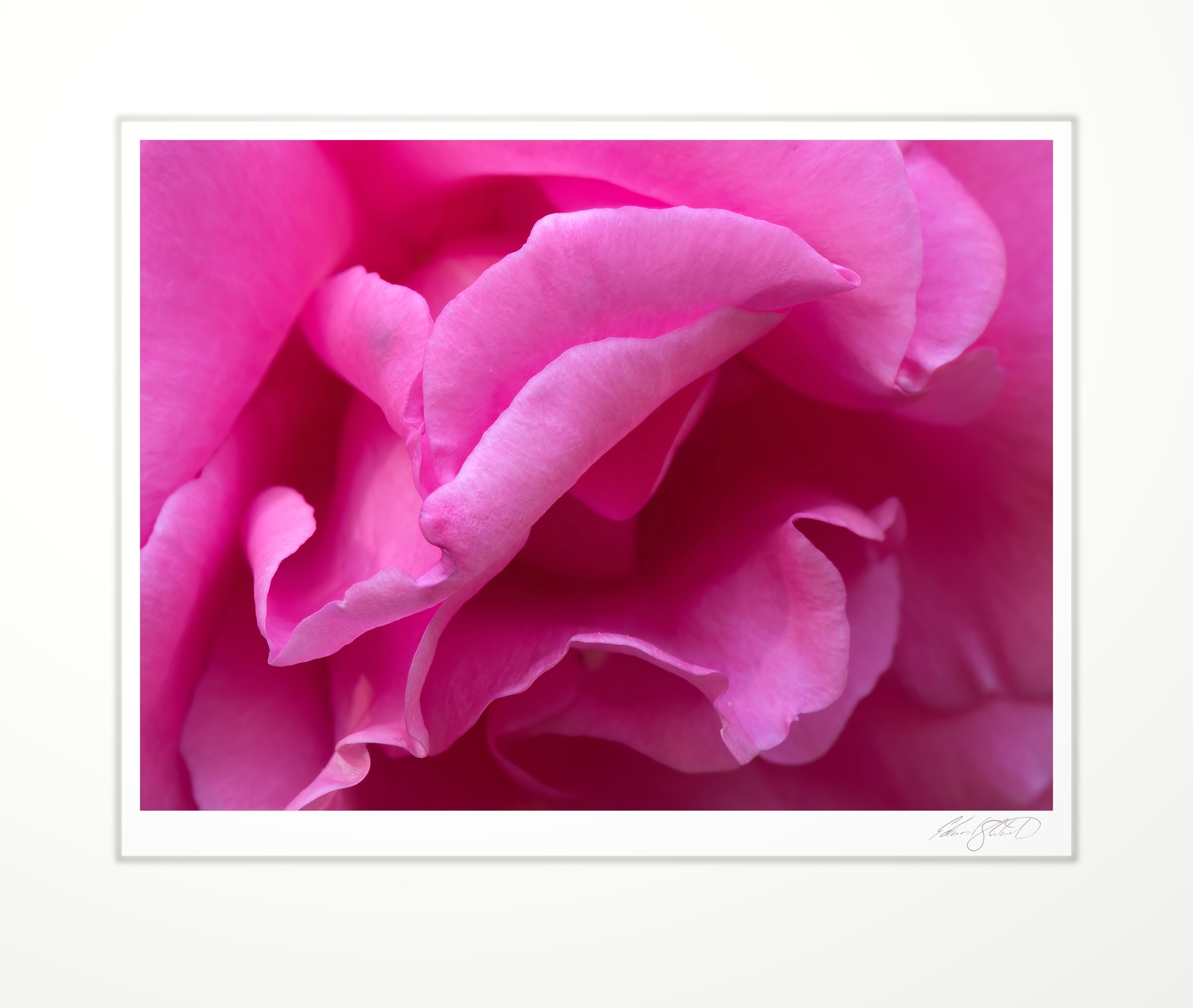 Close-up of pink rose petals unfurling