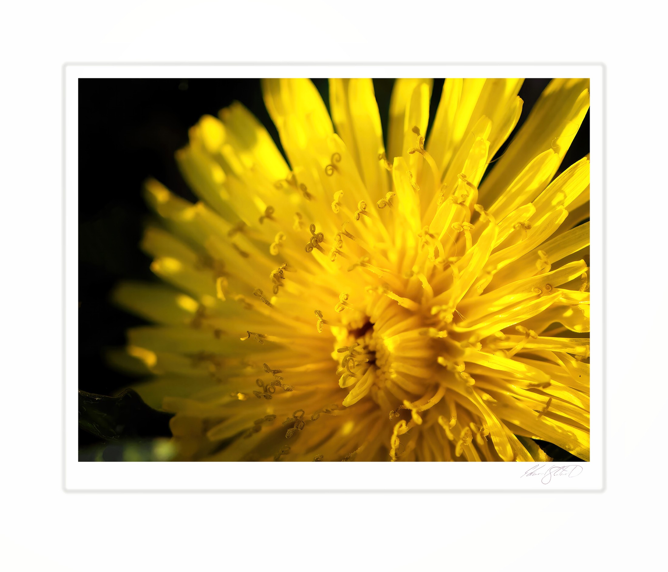 A close-up of a yellow salsify flower in full bloom.