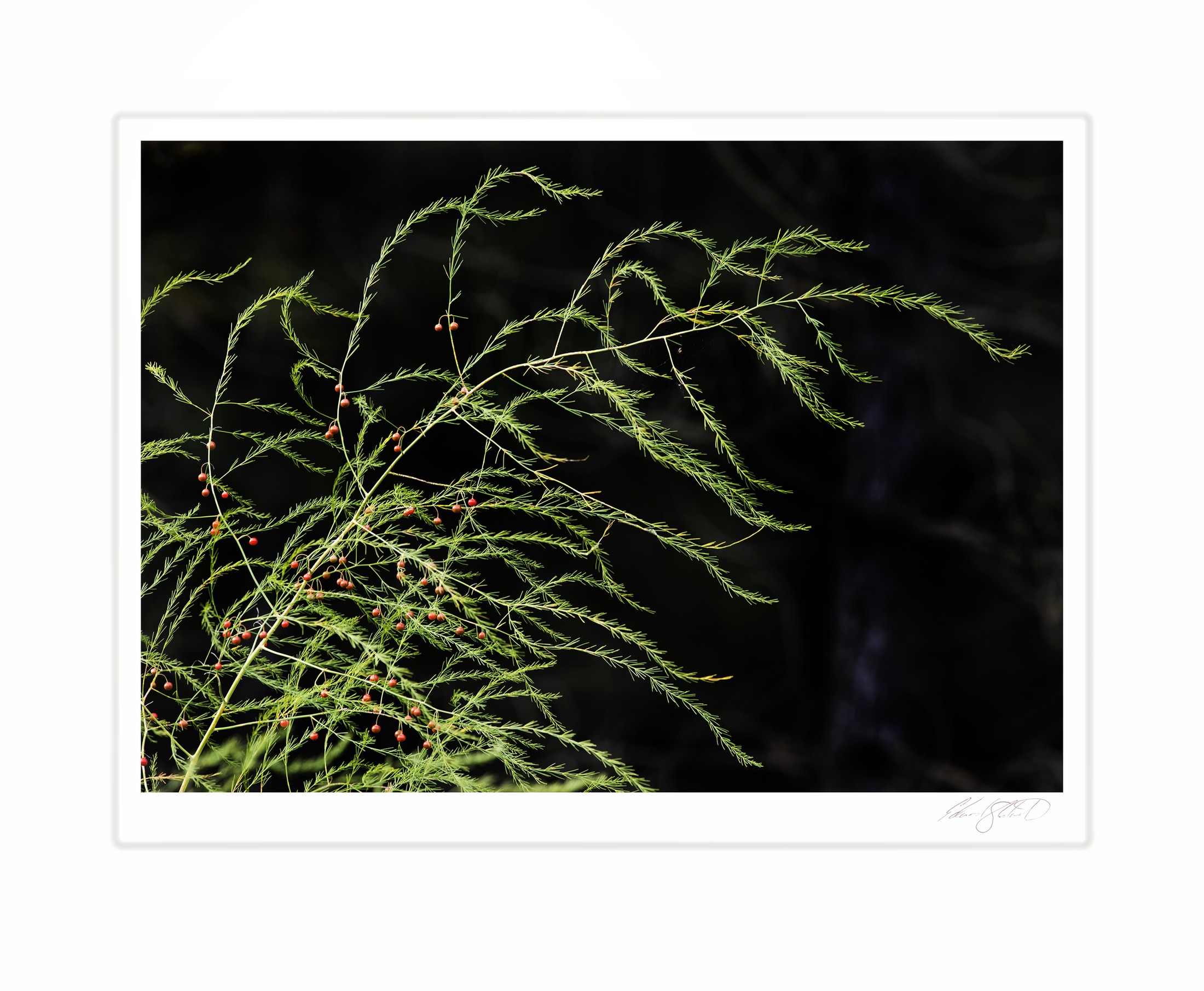 Wild asparagus fronds dotted with small red berries.