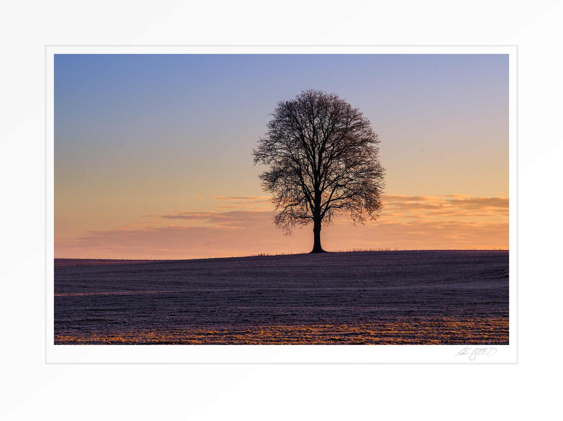 A solitary bare tree silhouetted against a colorful sunset sky on a frosty hilltop field