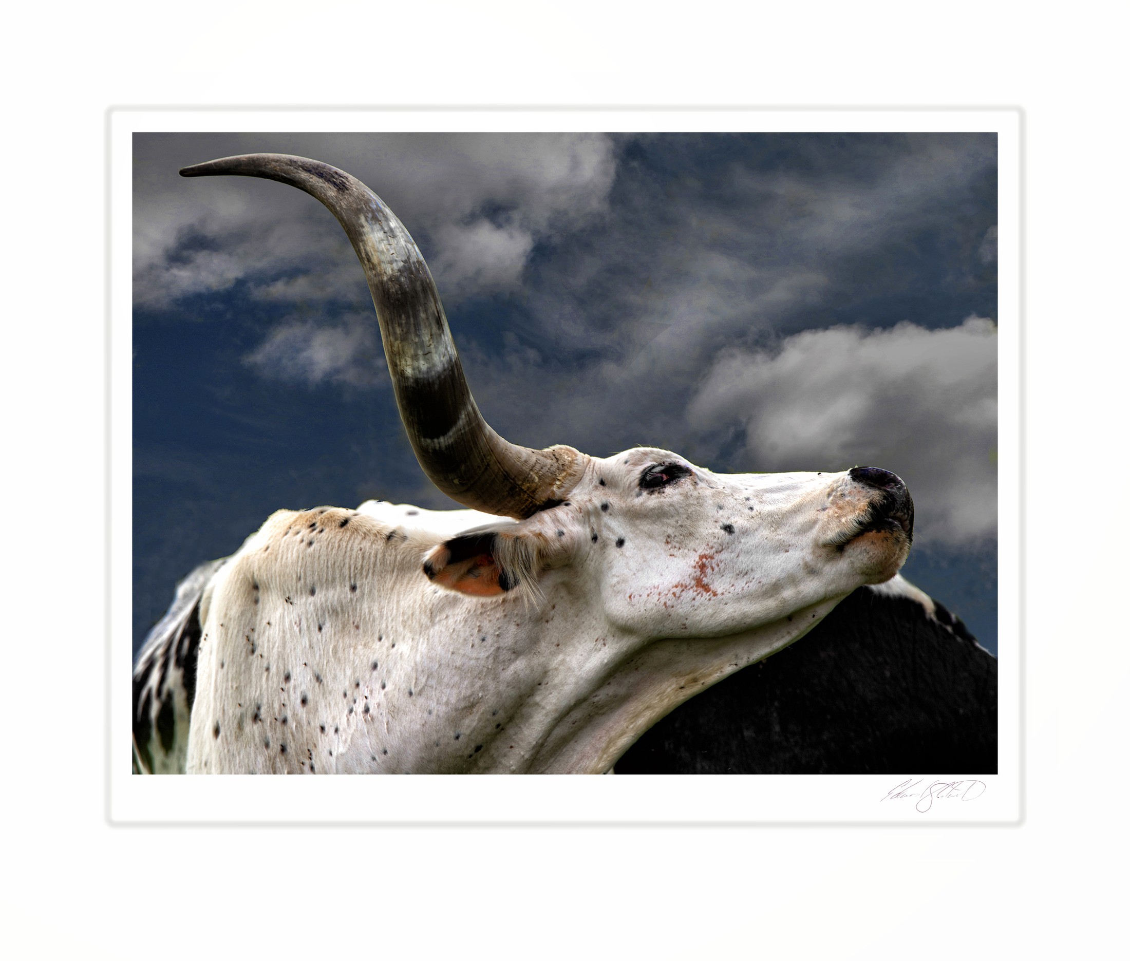 A close portrait of a longhorn cow against a cloudy sky