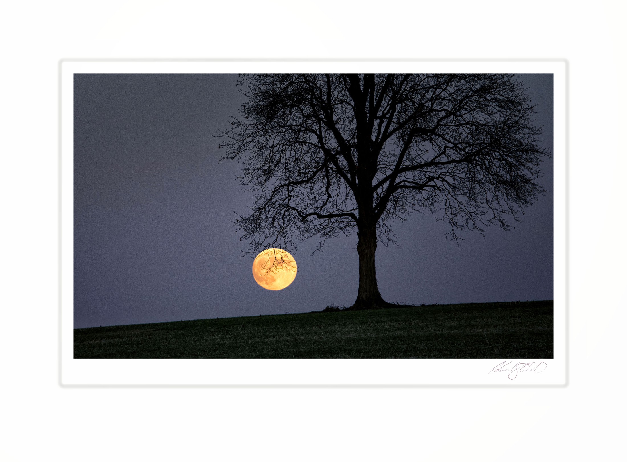 A full moon rising behind the silhouette of a bare oak tree