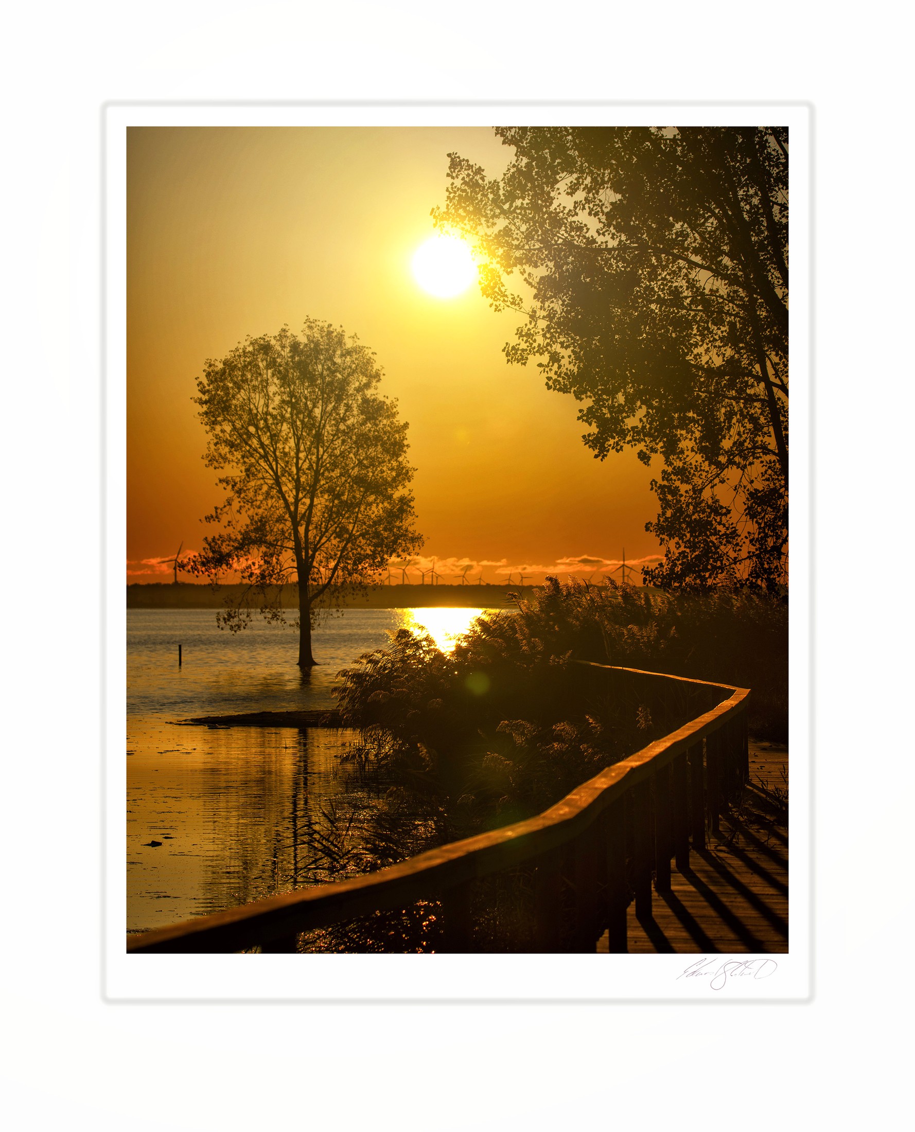 Sunrise over a lake seen from a boardwalk lined with reeds and a lone tree