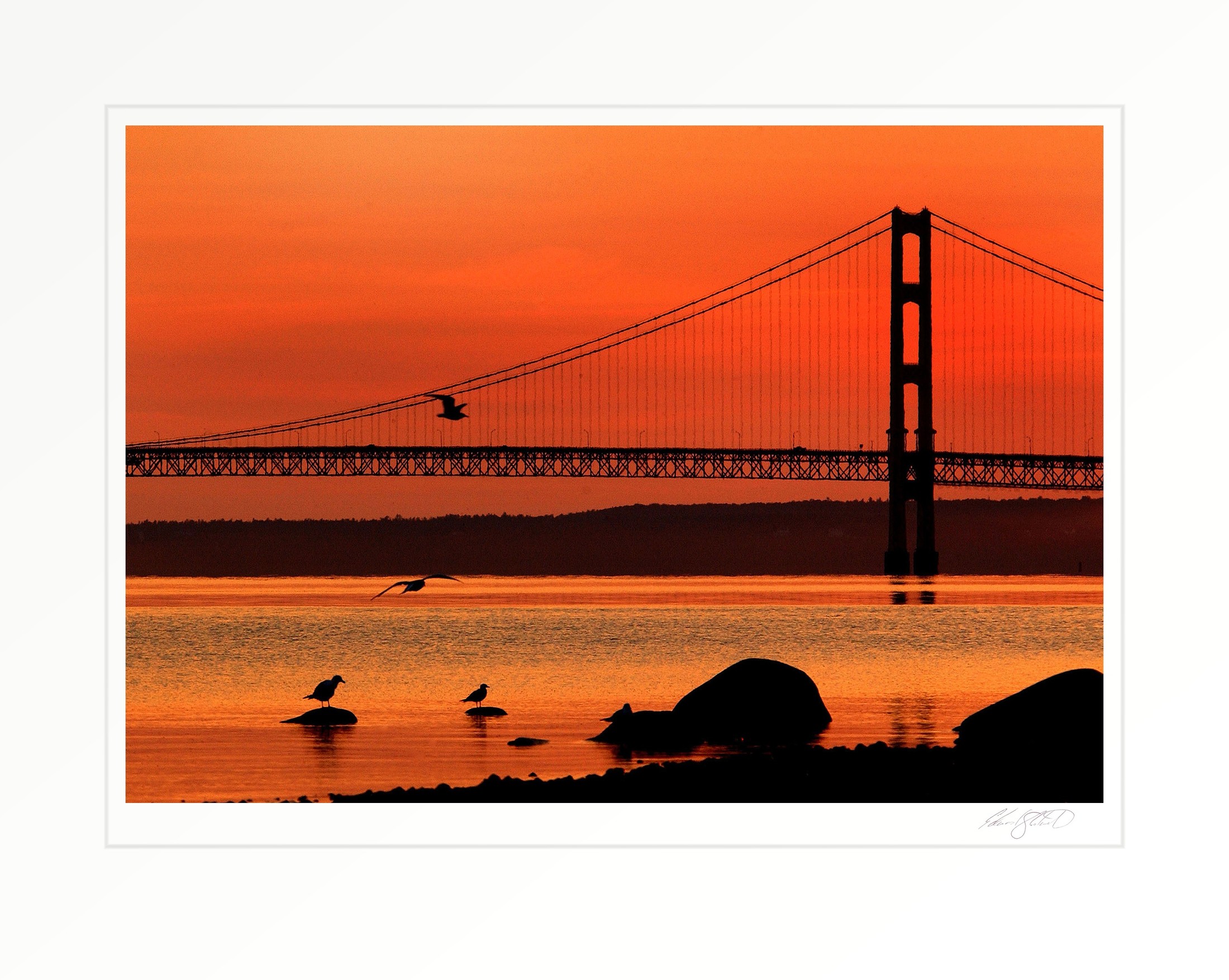 Gulls silhouetted against a fiery orange sunset with the Mackinac Bridge in the background
