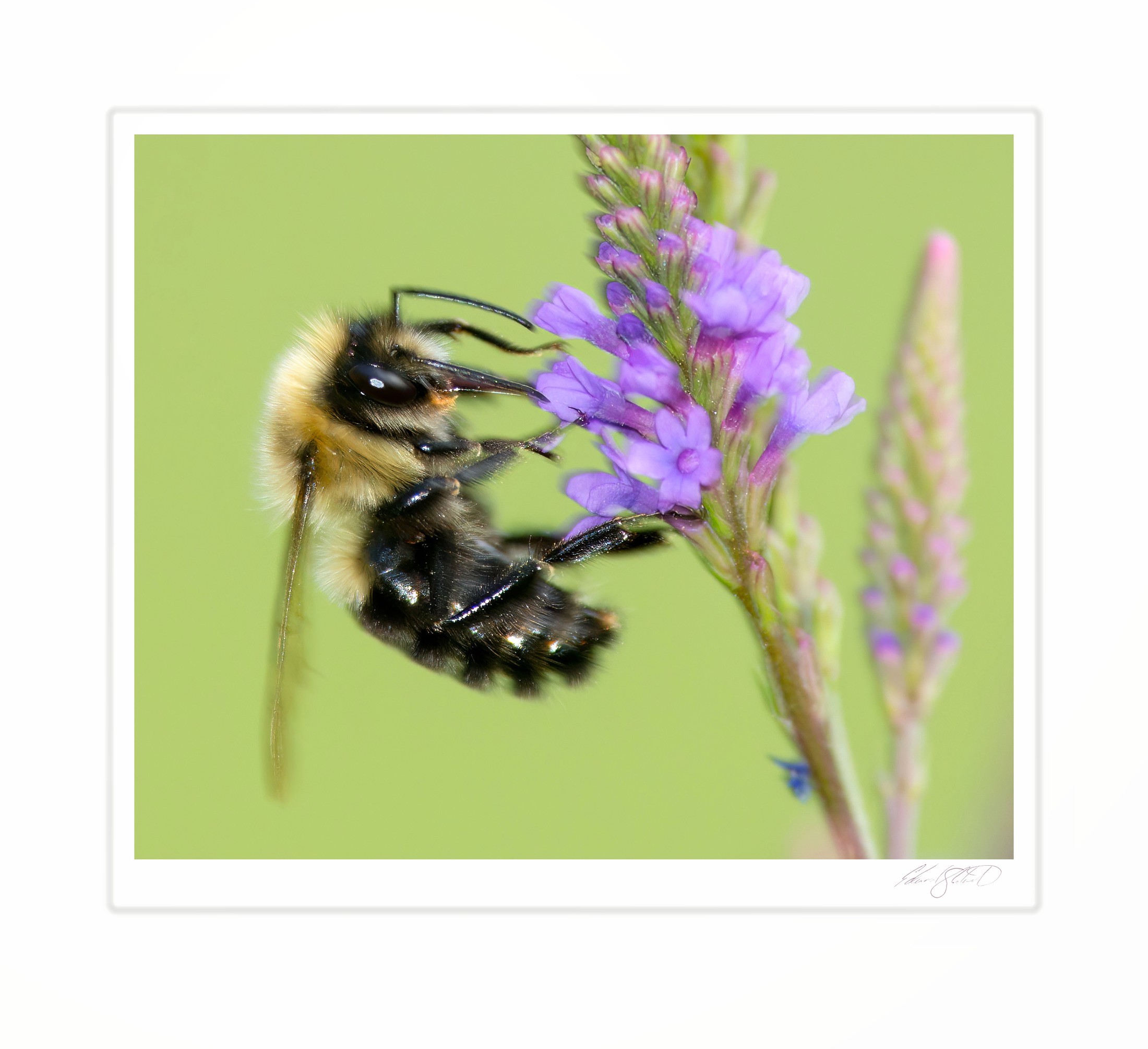 A bumblebee feeding on purple vervain blooms