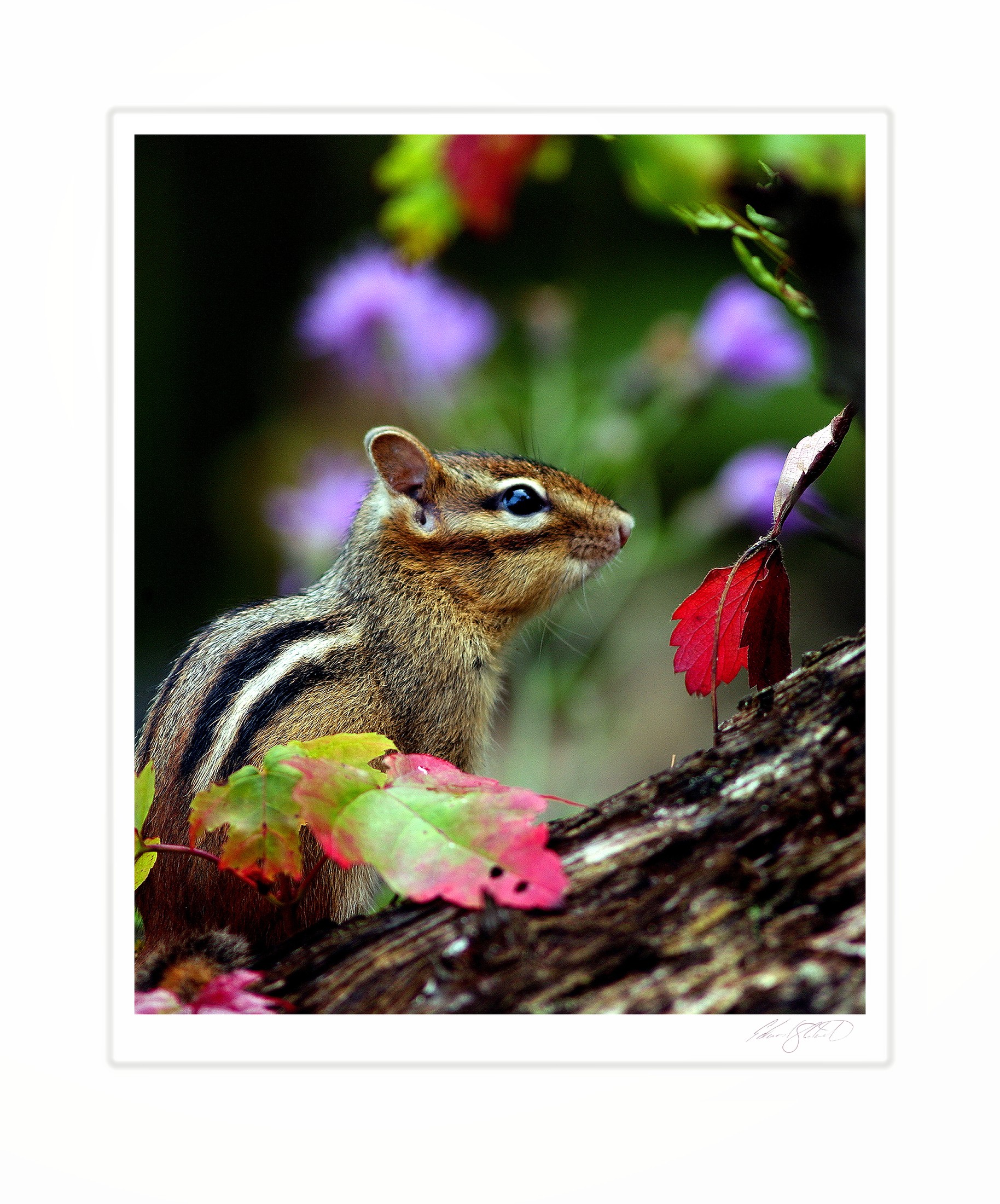 A chipmunk among red and green autumn leaves