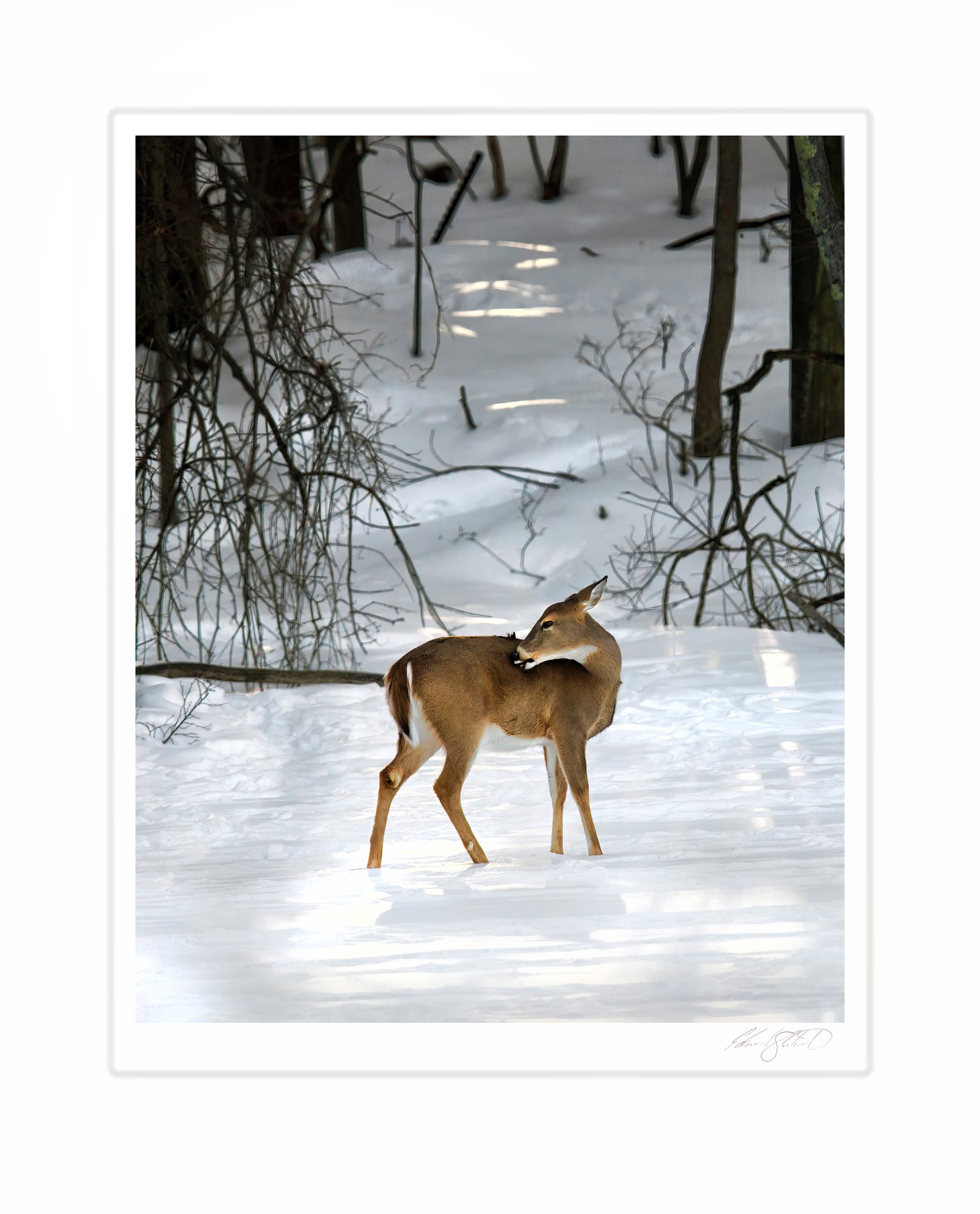 A white-tailed deer grooming itself in a snowy woodland path