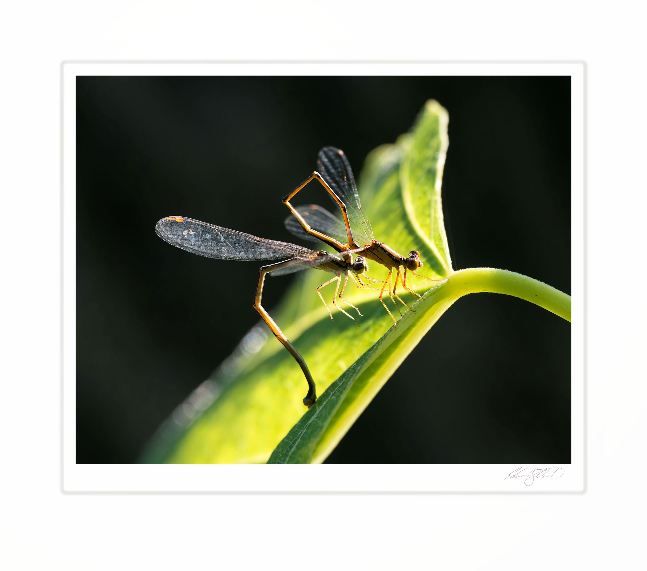 A pair of damselflies mating on a sunlit leaf