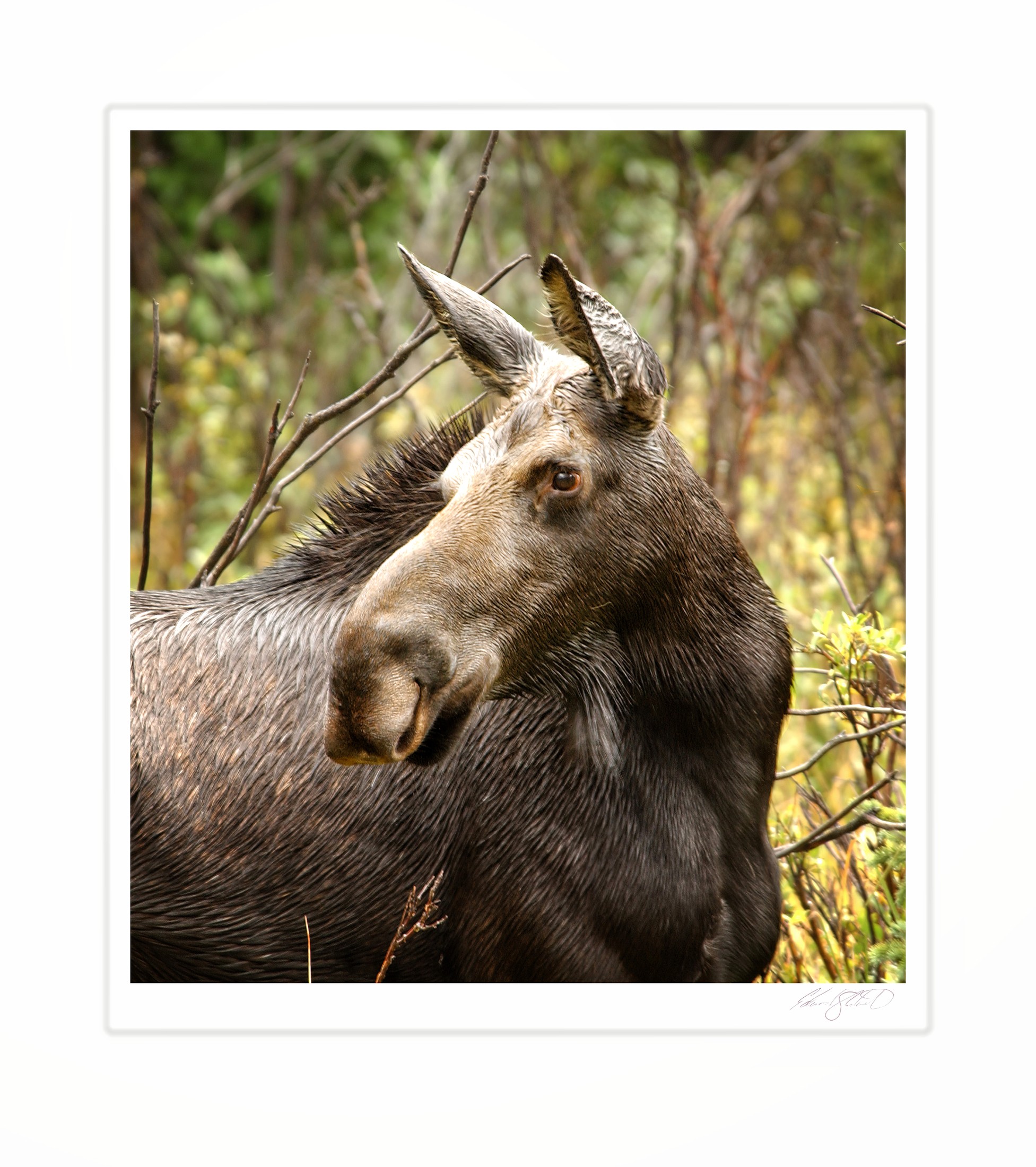 A close portrait of a young moose in the brush
