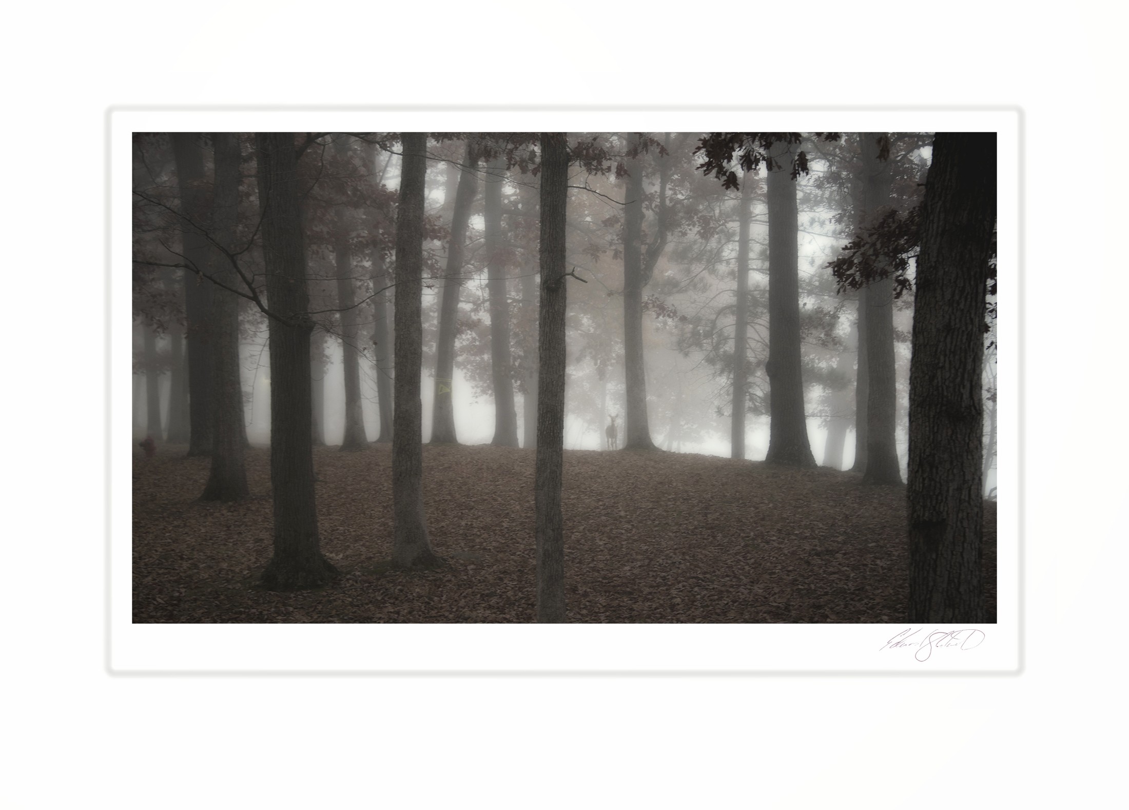 A deer standing among tall trees in a dense forest fog