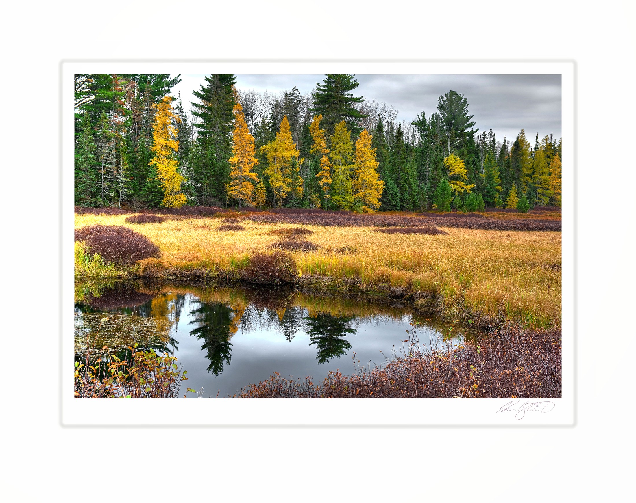 Golden tamaracks and marsh grass reflected in still water