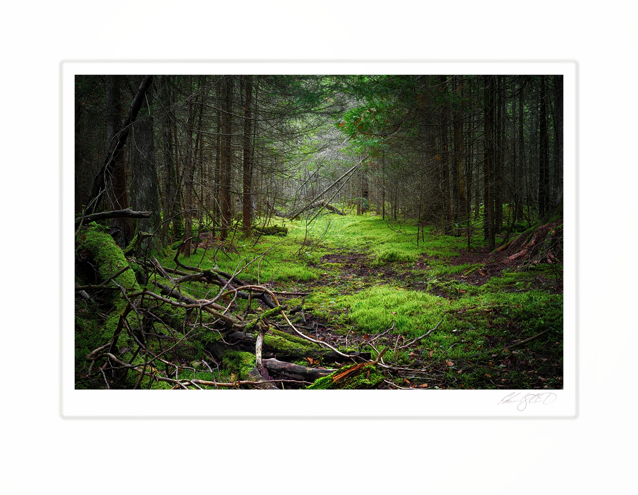 A mossy green forest trail winding through pines