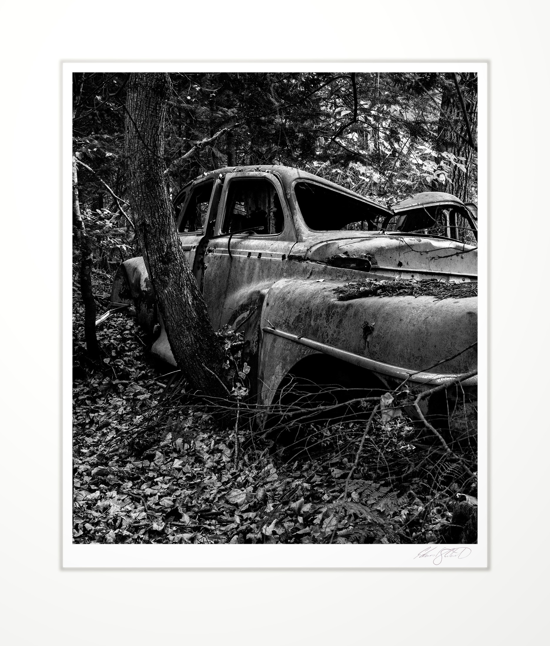 An old car slowly reclaimed by the forest